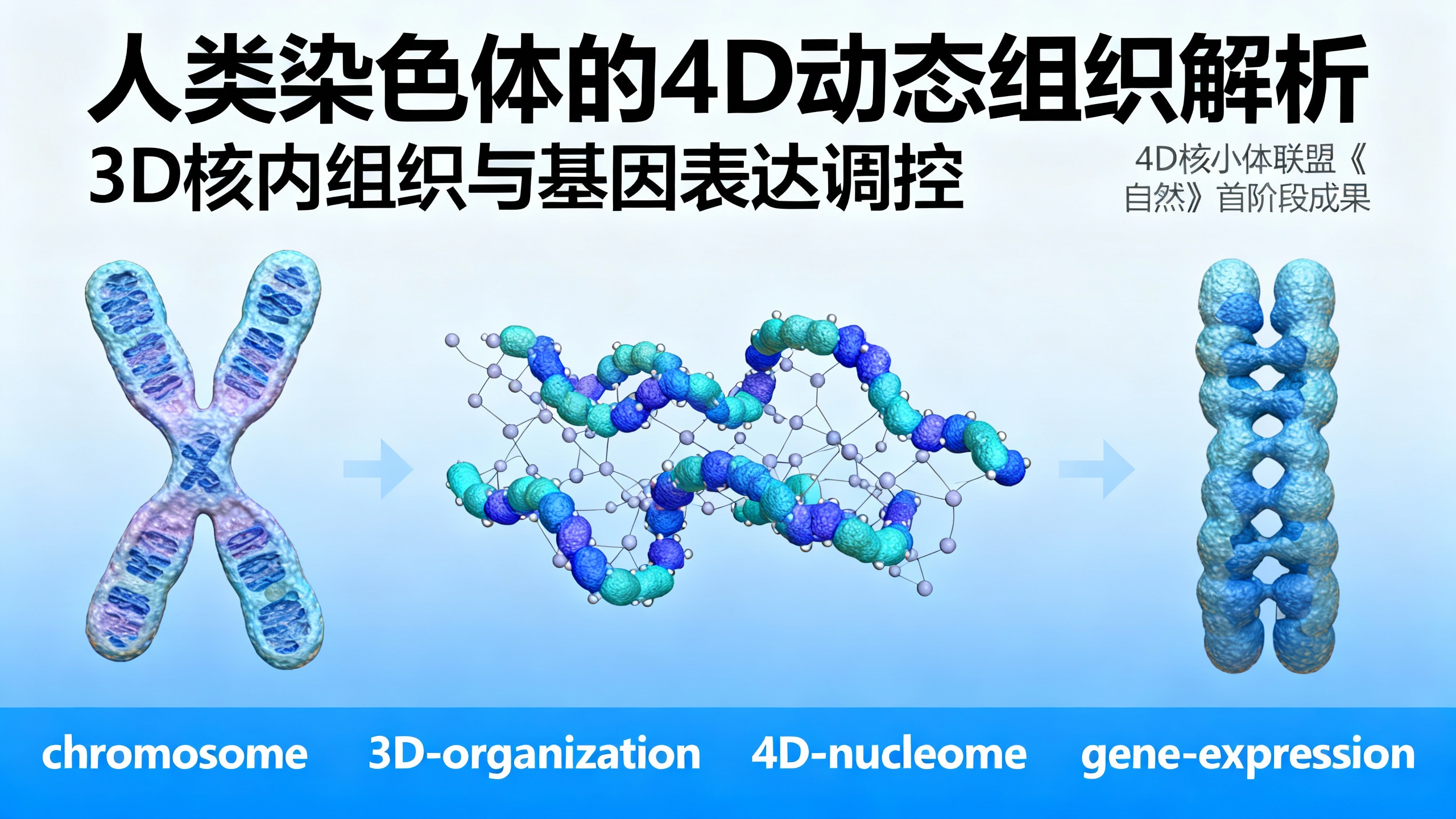 人类染色体是如何排列的？科学家绘出“地图”一目了然