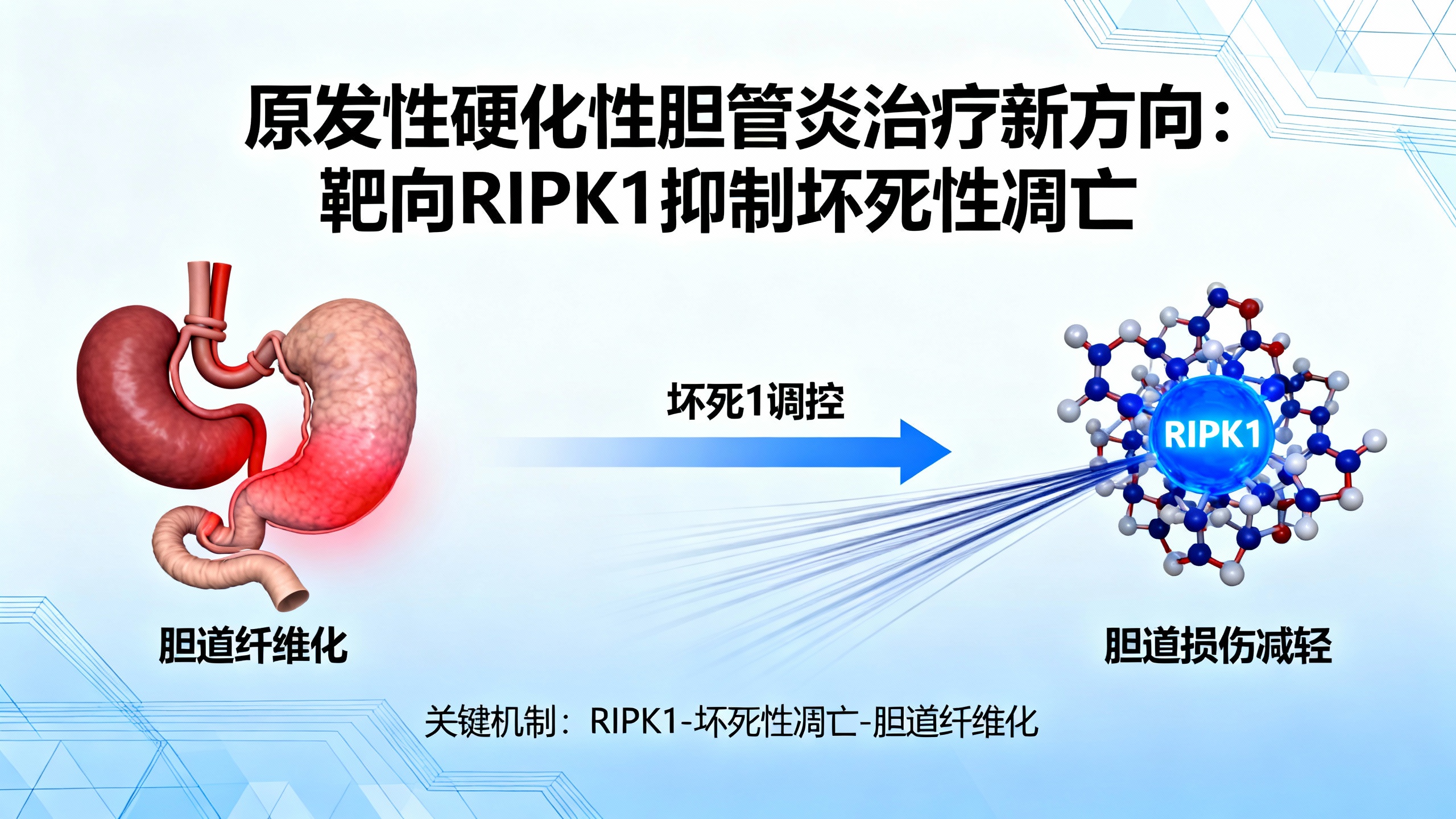 抑制一种特定蛋白可减轻胆管损伤和肝纤维化