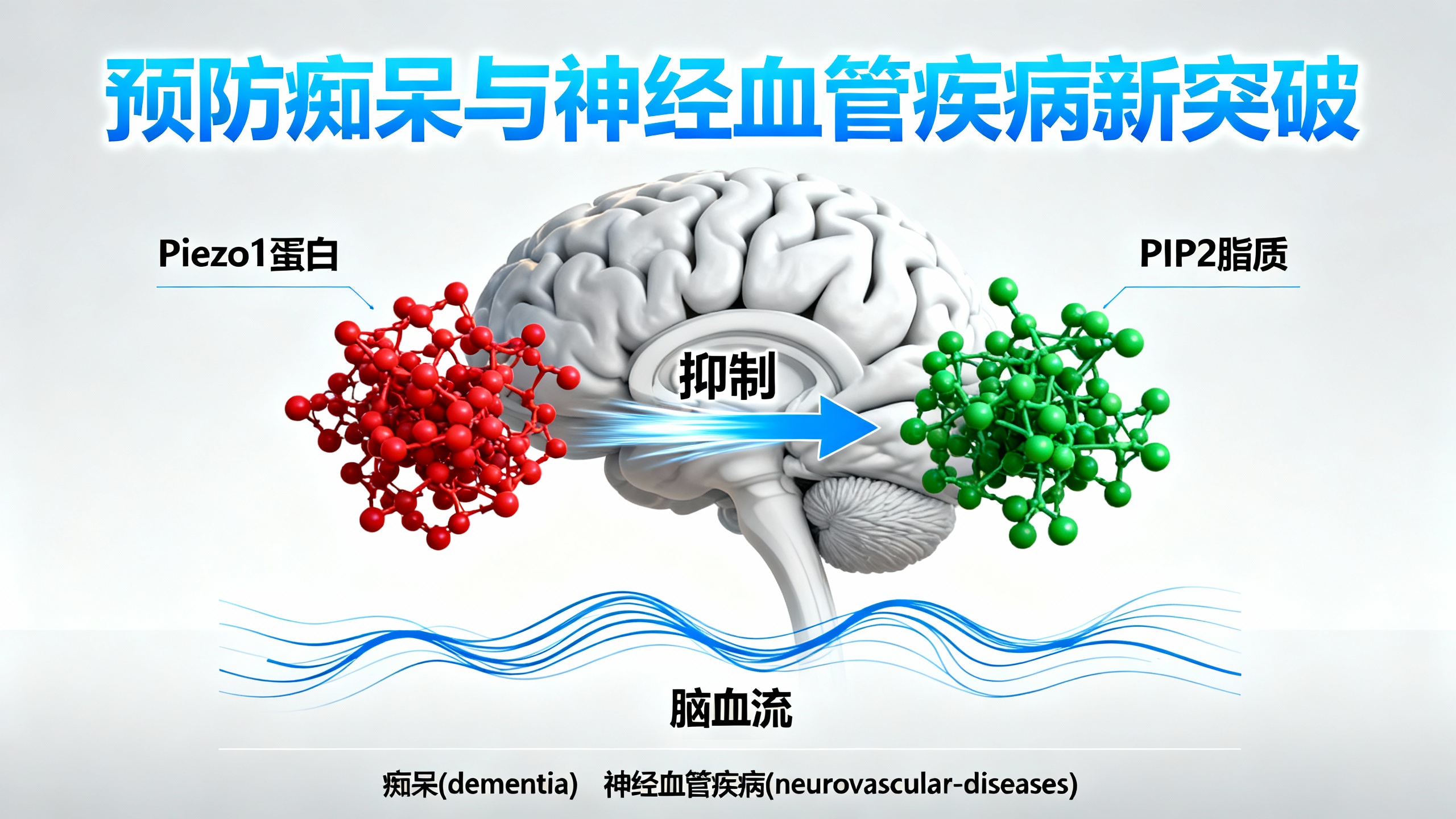 科学家找到恢复痴呆患者脑部血流的方法