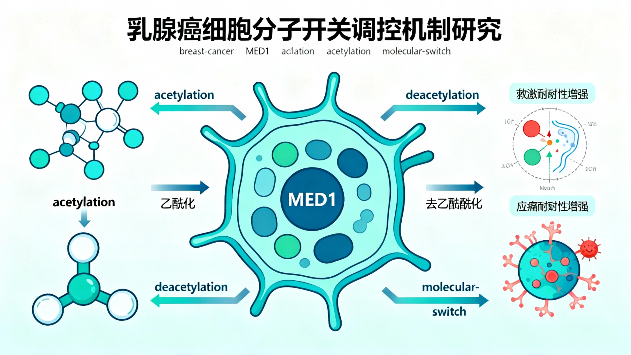 科学家发现癌细胞存活的“隐藏开关”