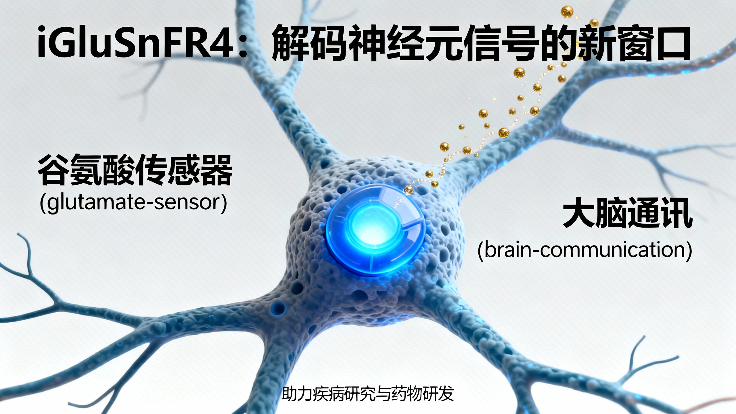 大脑有种神秘“暗语”，科学家终于发现了