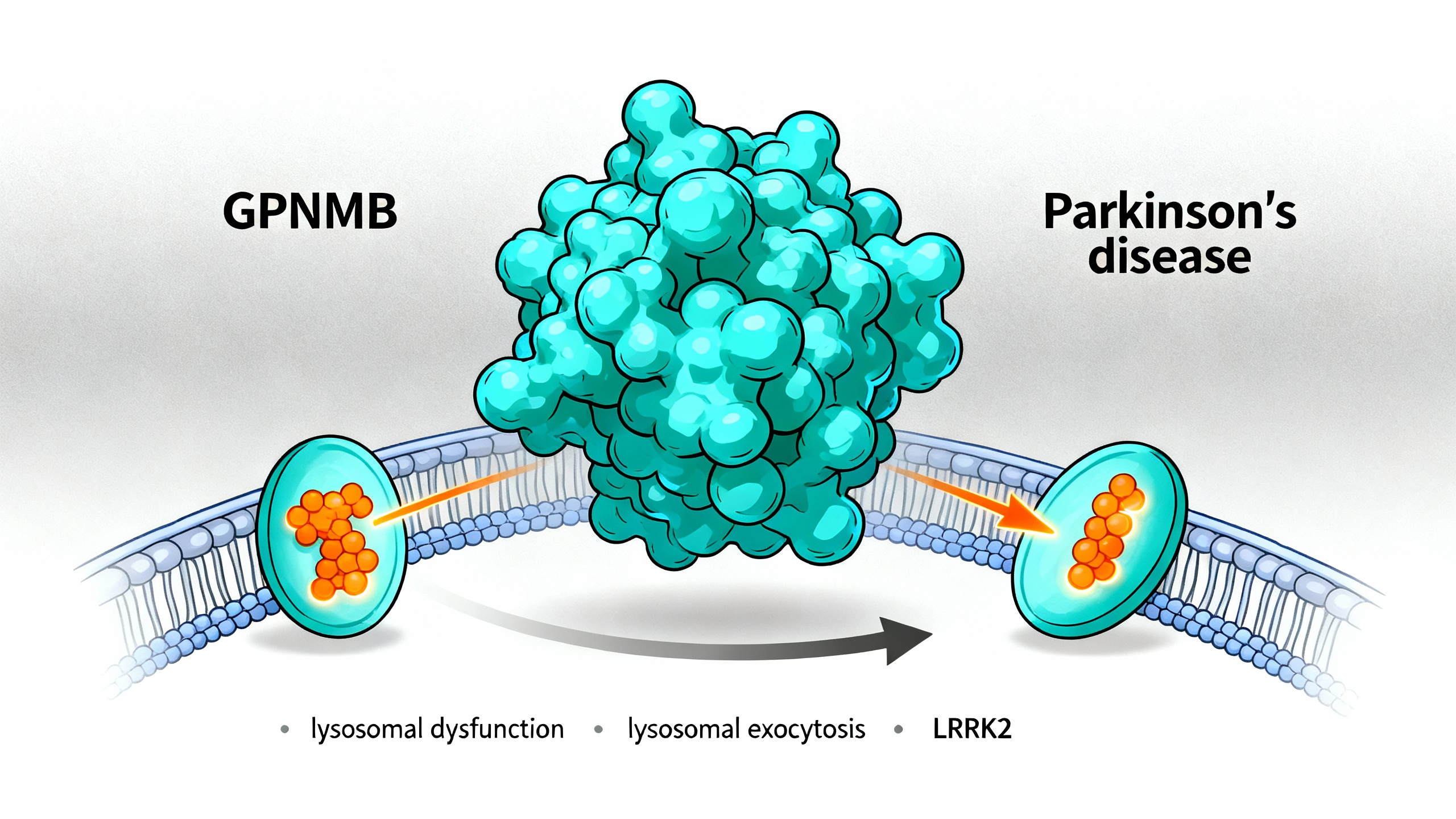 GPNMB是一种反映细胞“清道夫”功能异常的标志物，并通过LRRK2调控的方式从细胞中排出