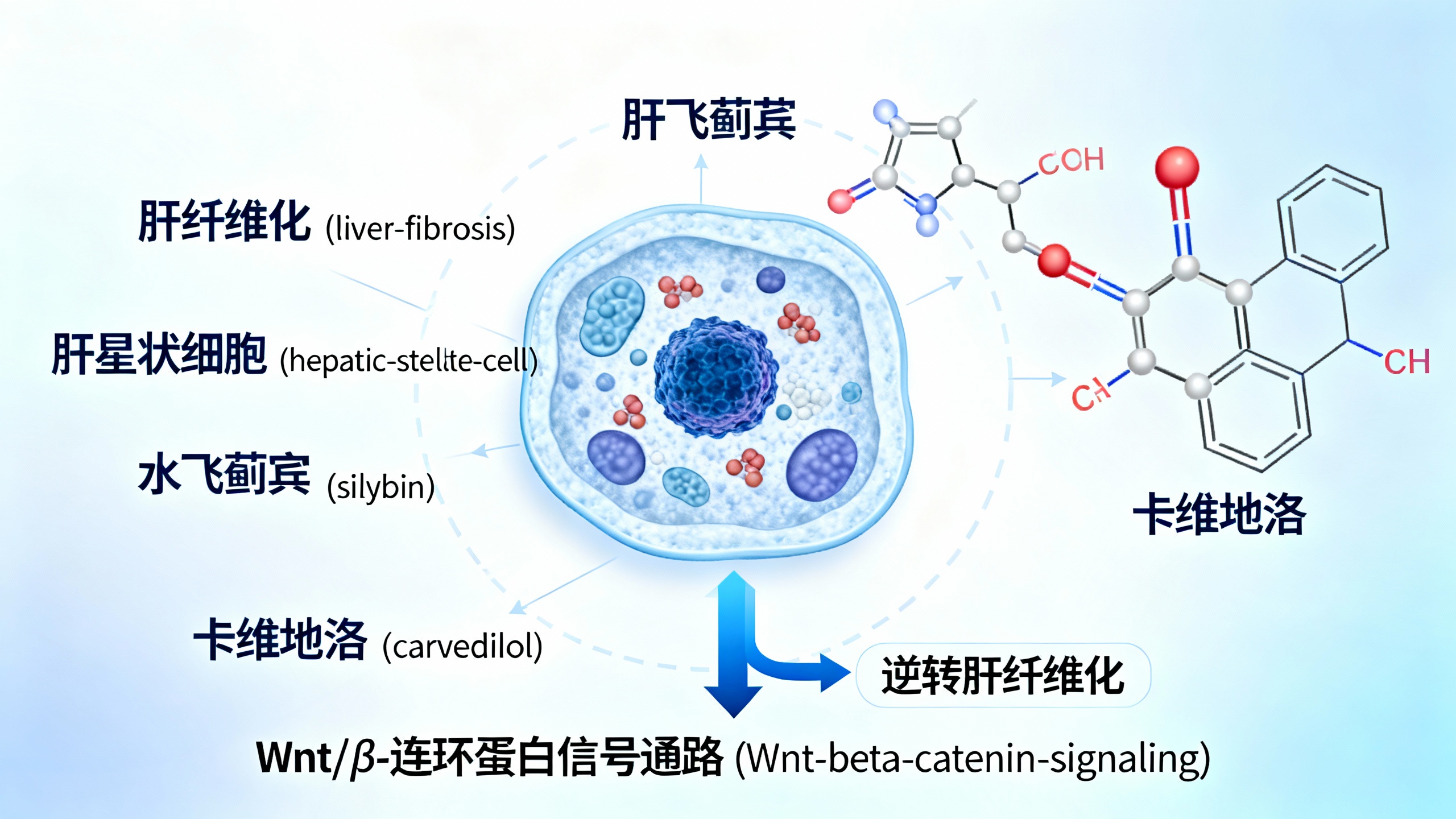 一种简单的药物组合，或可攻克肝纤维化难题