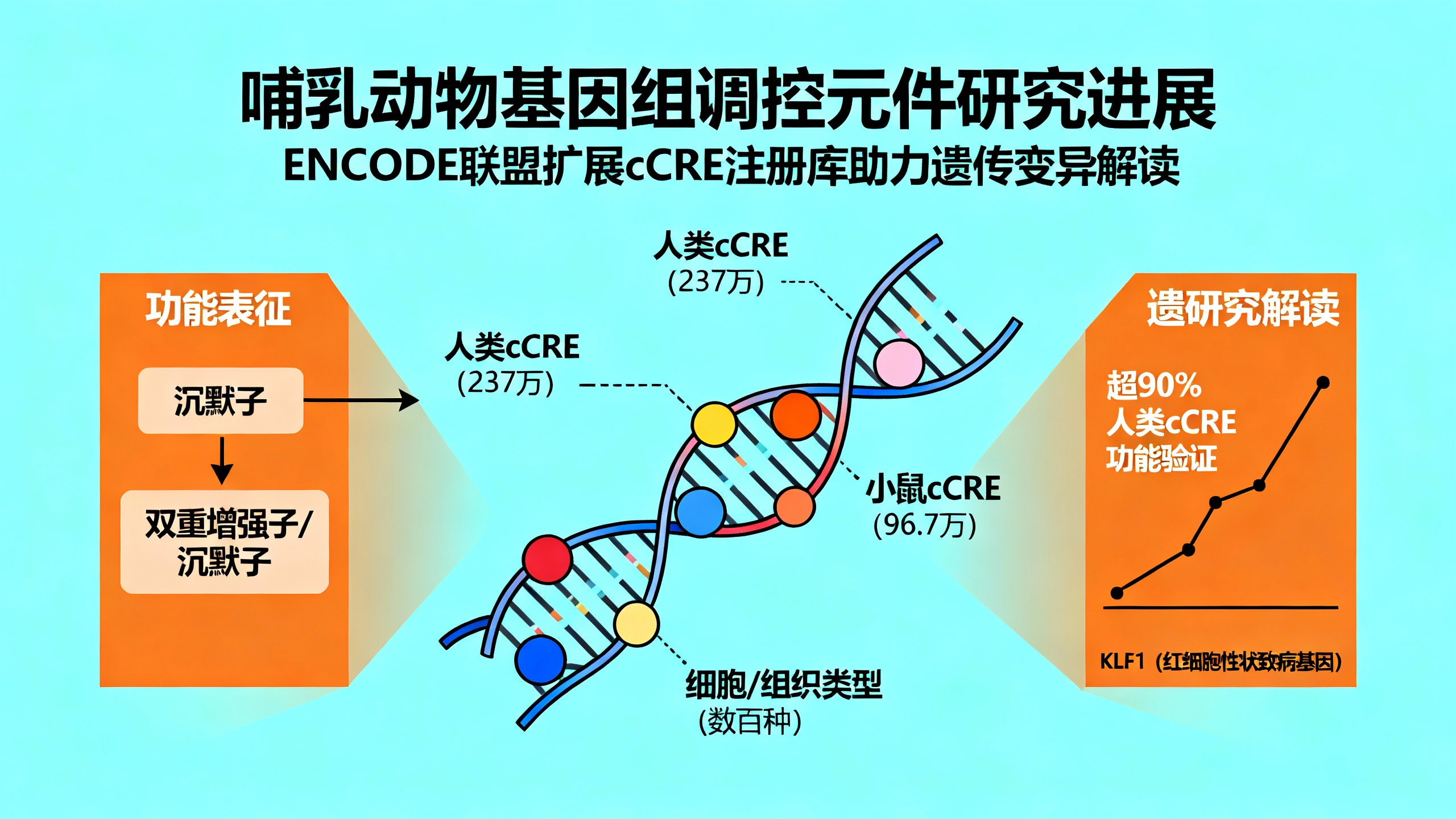 候选基因调控元件的扩展名录