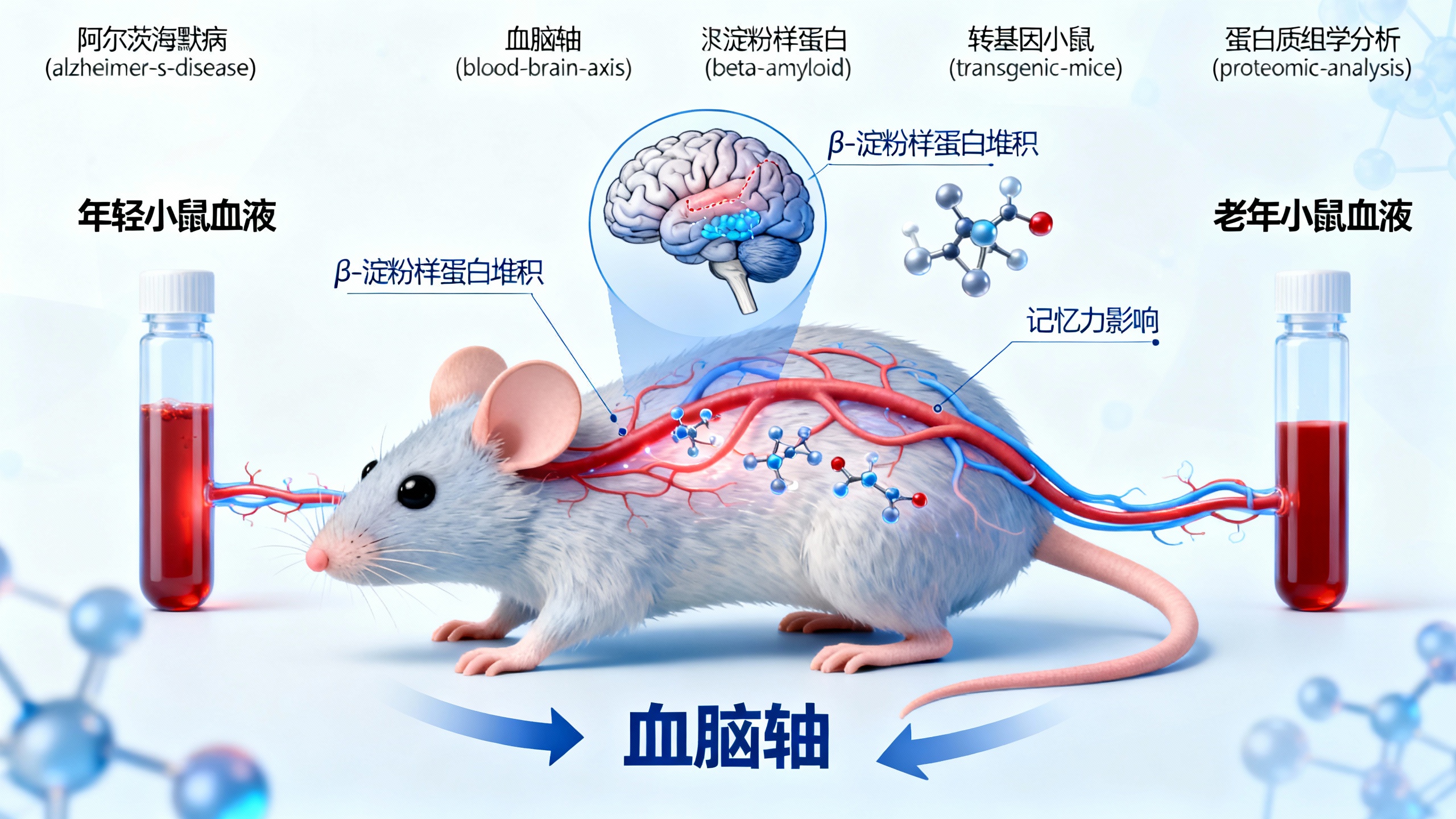 研究表明：年轻血液或能延缓小鼠的阿尔茨海默病