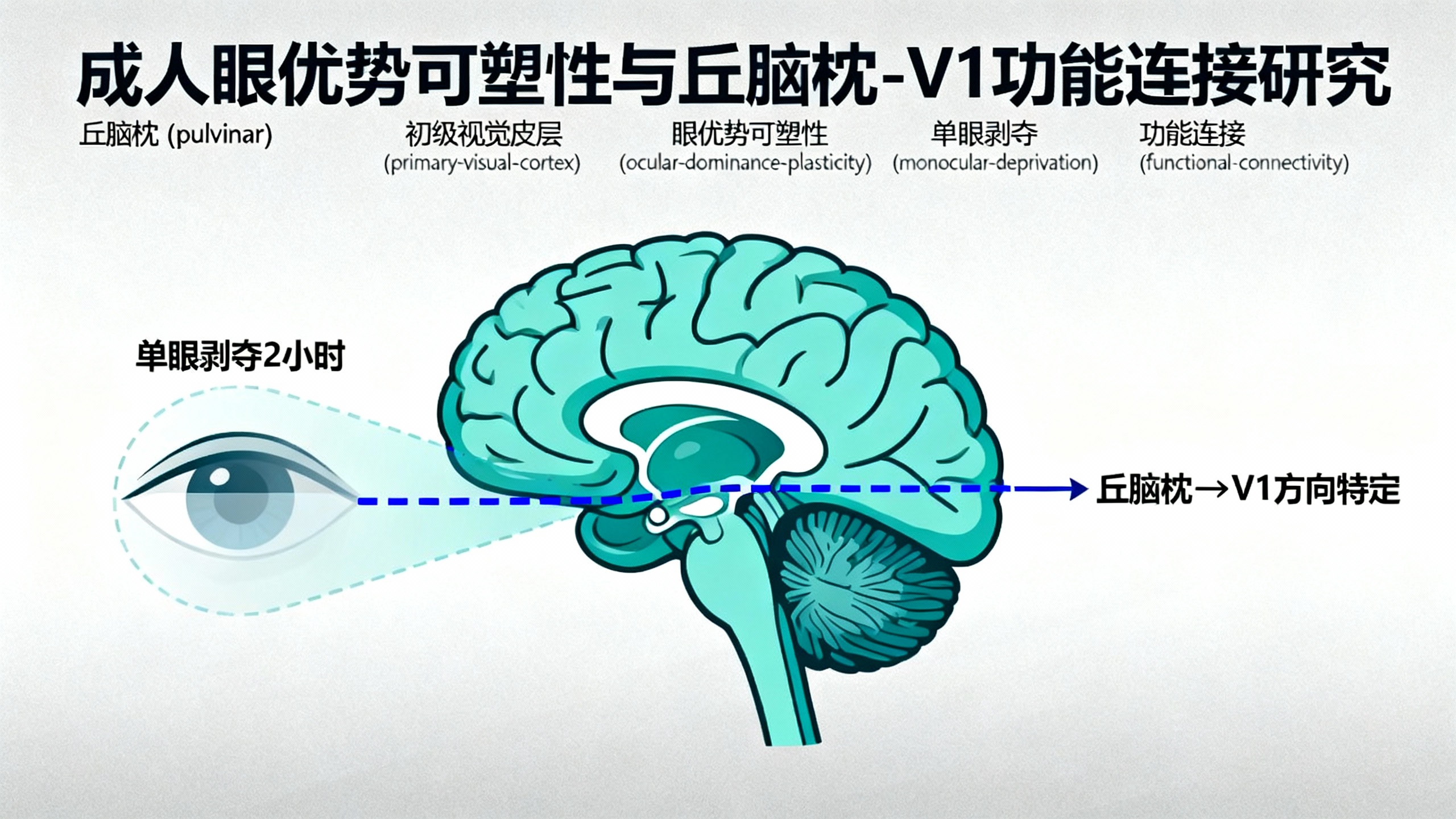 丘脑枕核调节人类视觉皮层的可塑性