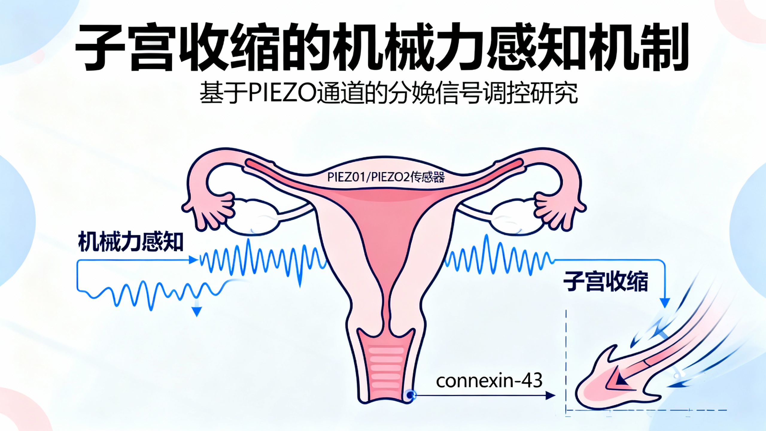 科学家揭秘：子宫是如何知道何时该发力分娩的