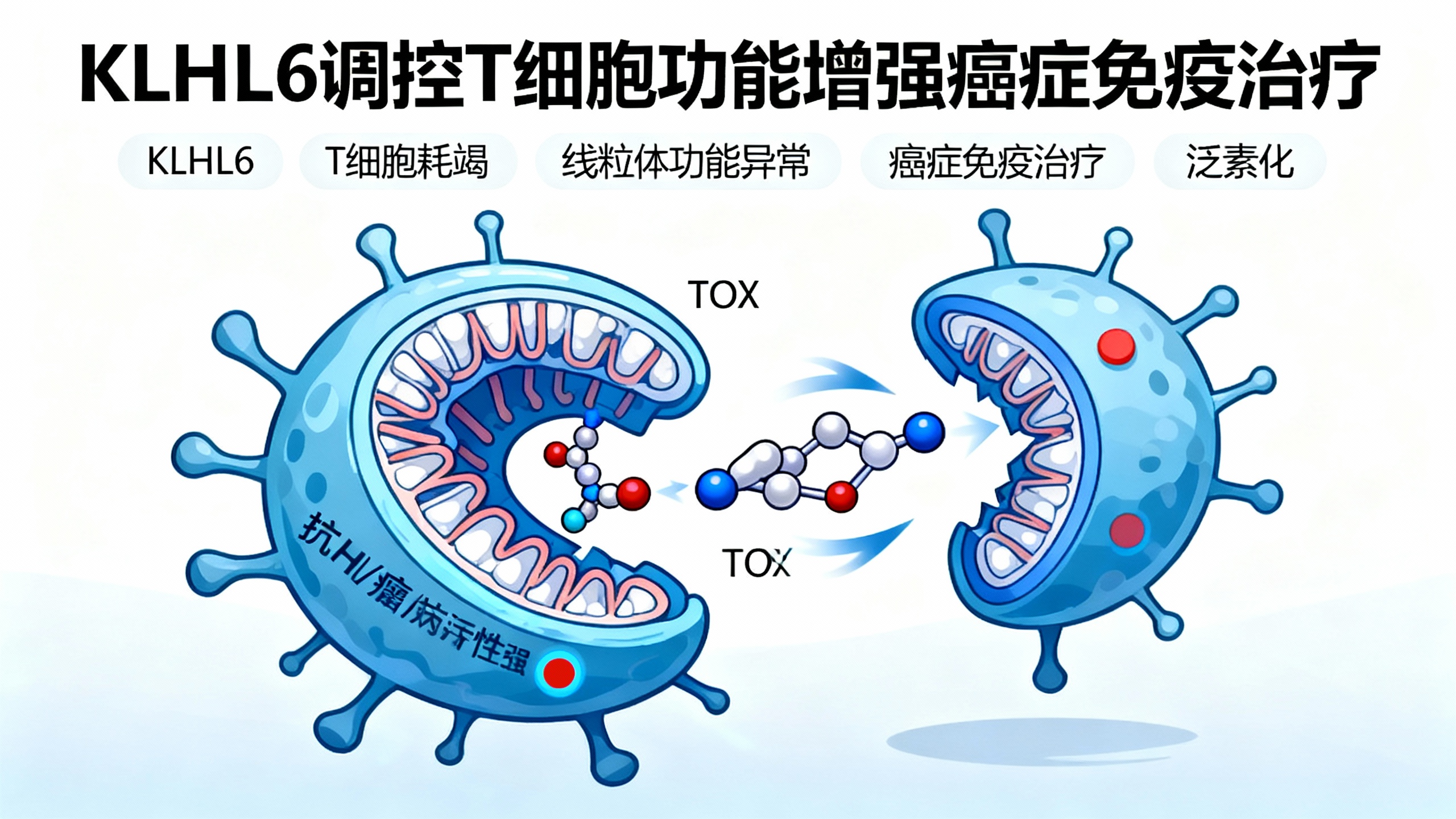 KLHL6蛋白酶如何影响免疫T细胞功能