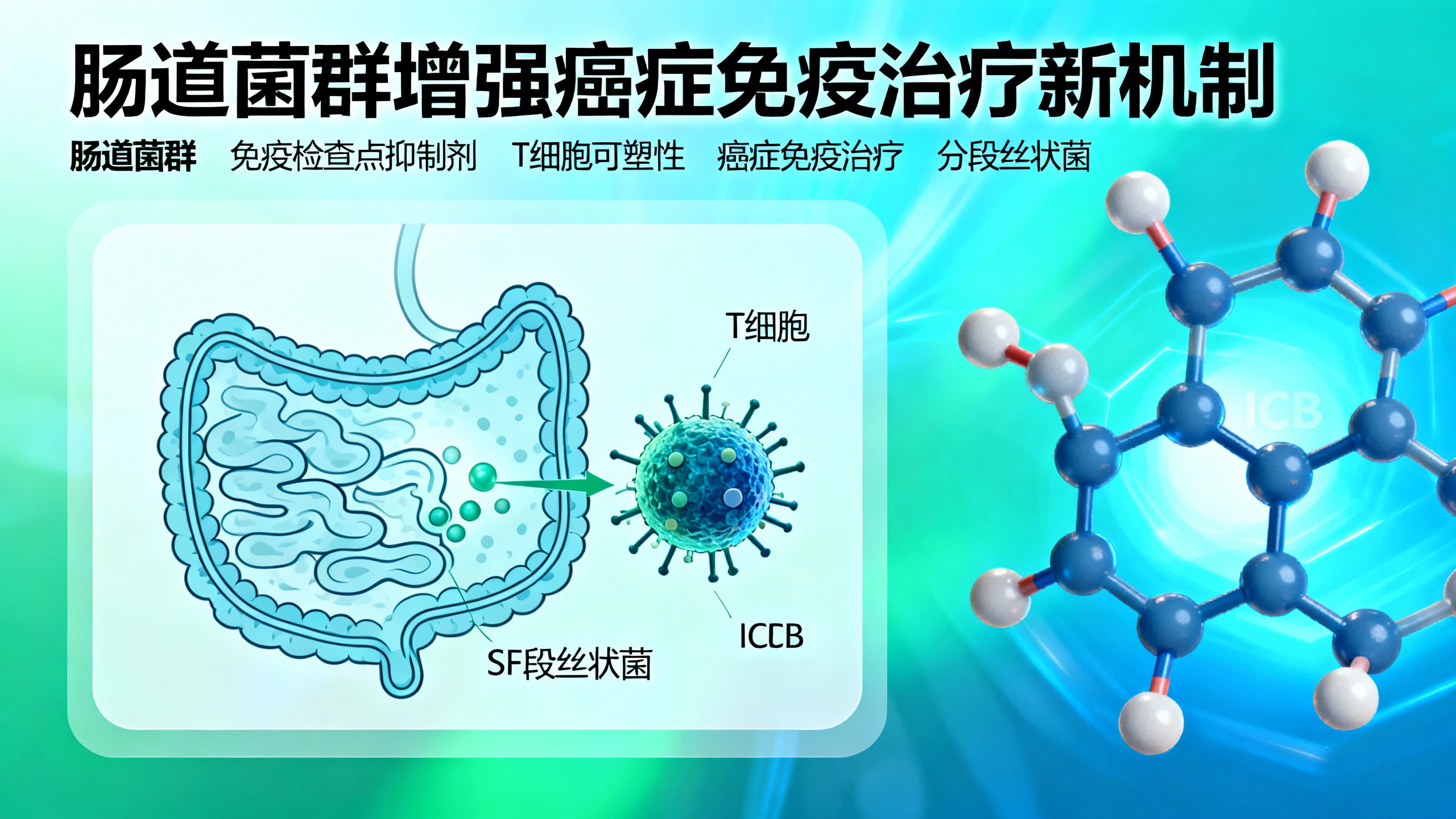 肠道菌群帮助免疫细胞灵活作战，有效控制肿瘤