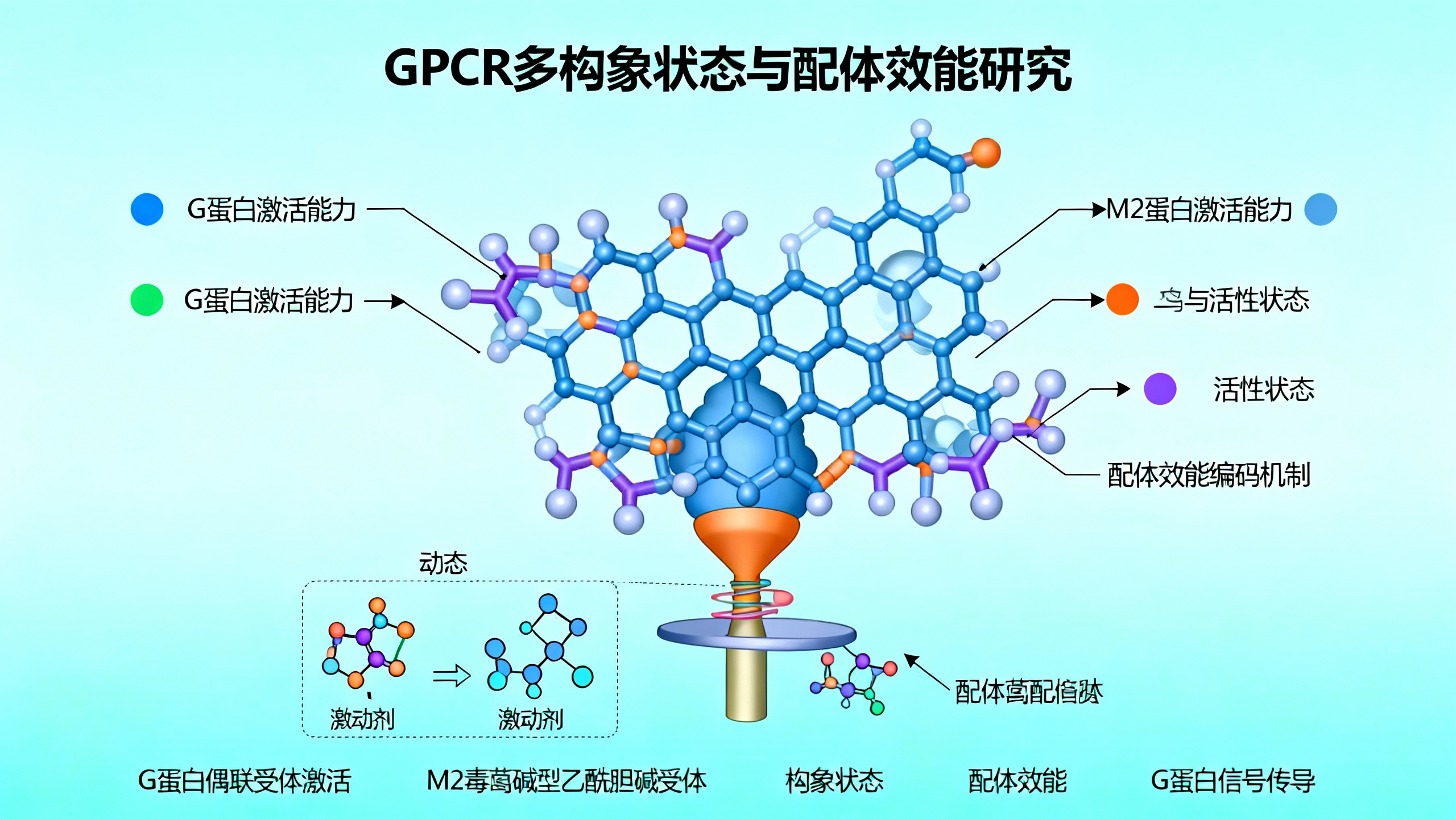 不同信号分子如何精准激活细胞中的受体