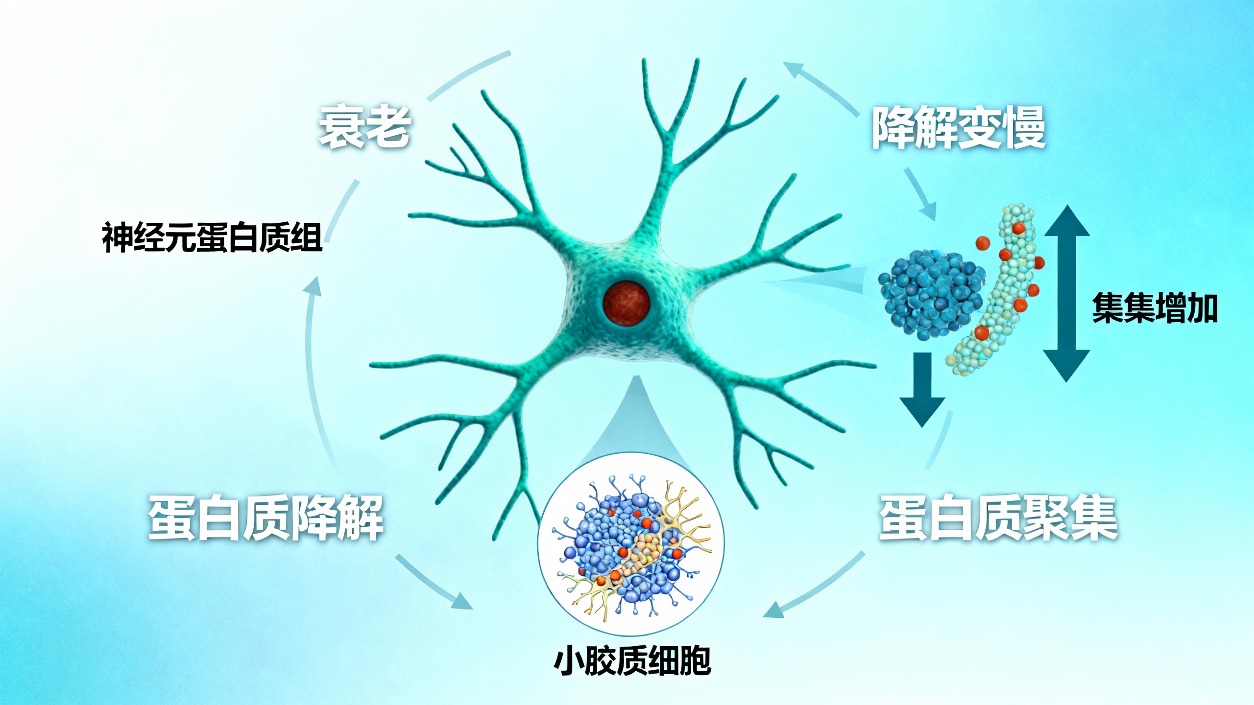 衰老导致大脑免疫细胞积累难以降解的突触蛋白