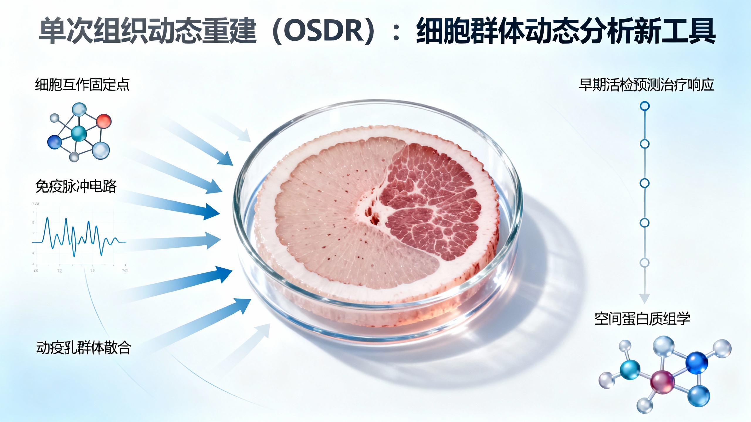从一张空间快照看组织的时间变化