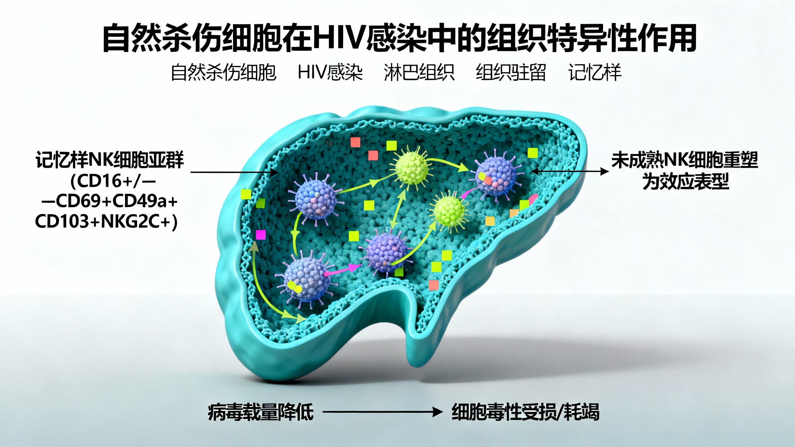 驻留型自然杀伤细胞可抑制人体淋巴组织中的艾滋病病毒感染