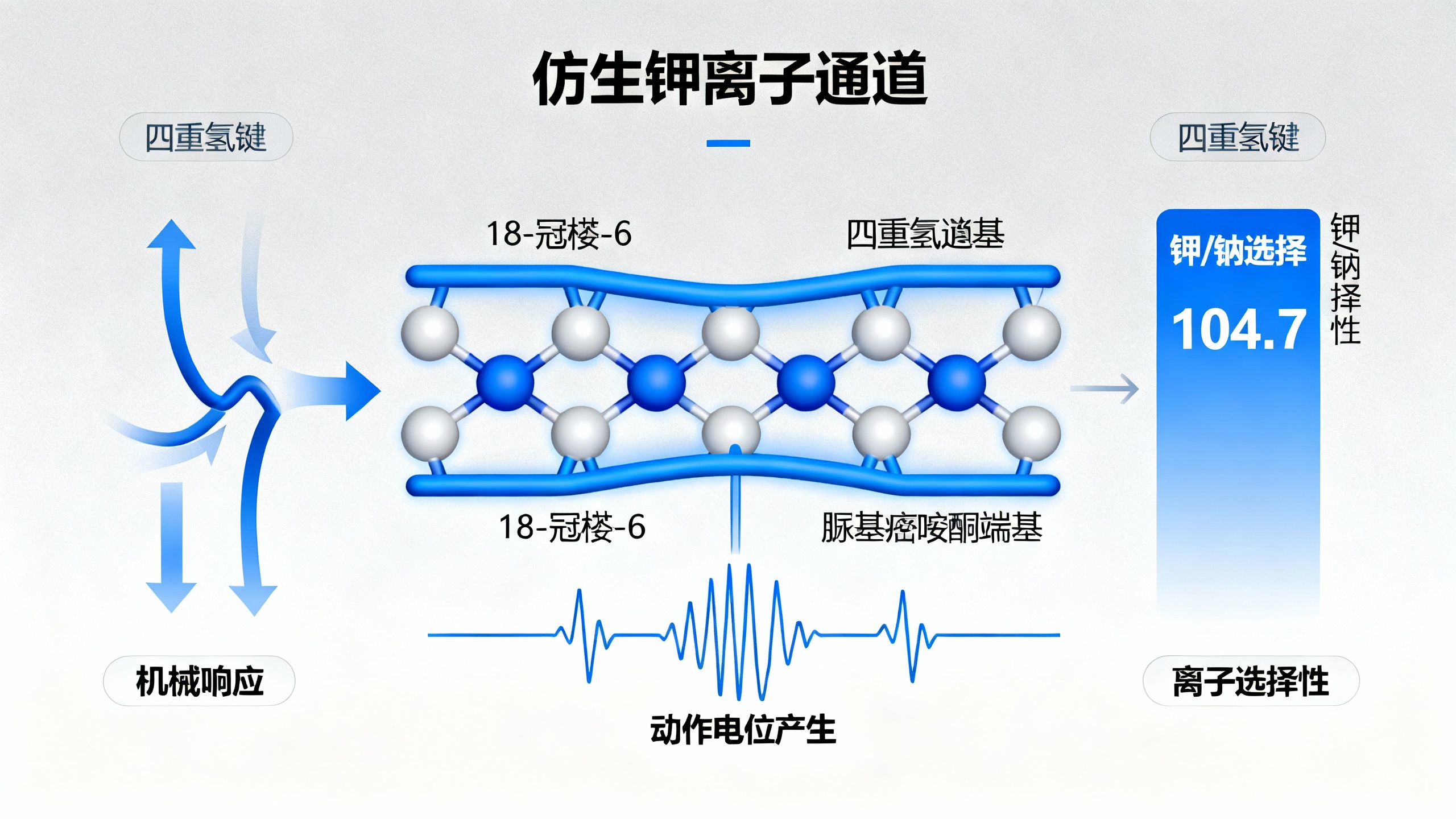 模仿神经信号传递：用氢键冠醚组装的机械门控钾通道