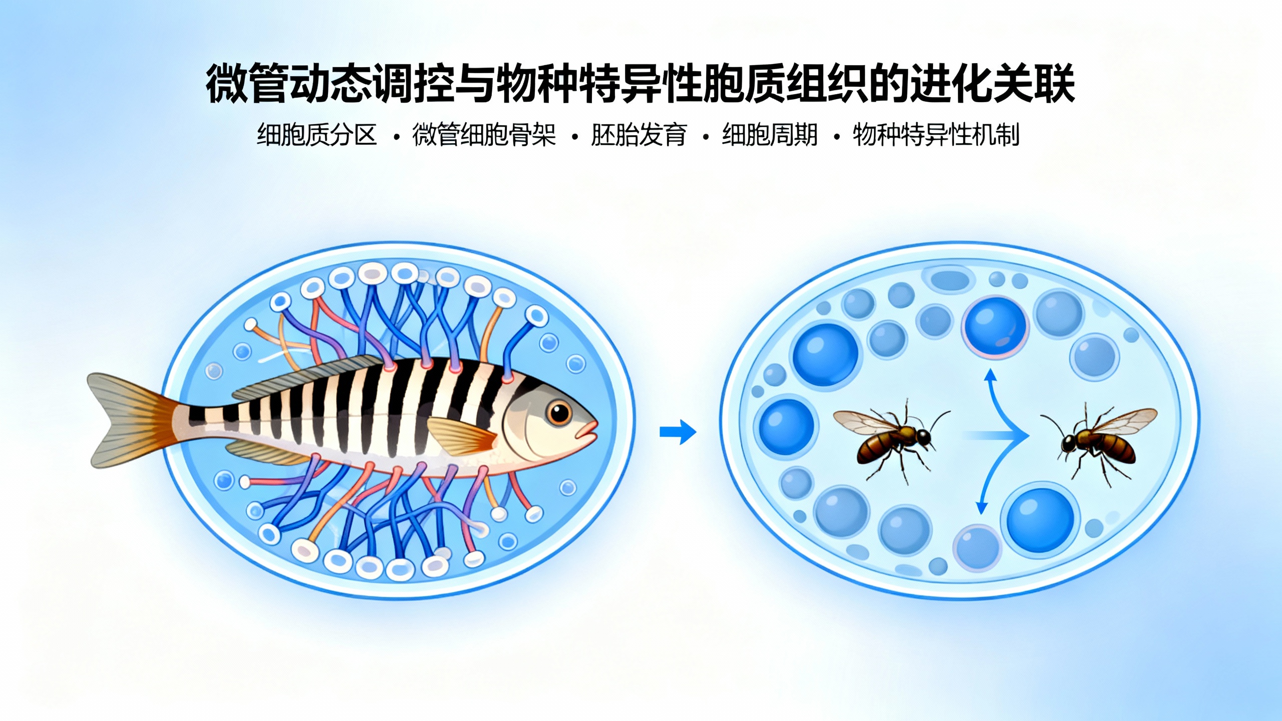 细胞骨架稳定后，细胞质就能均匀分配