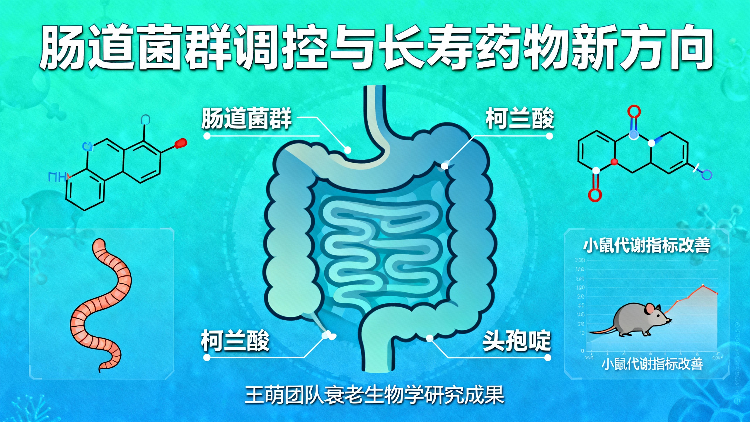 科学家找到让肠道细菌“返老还童”的方法