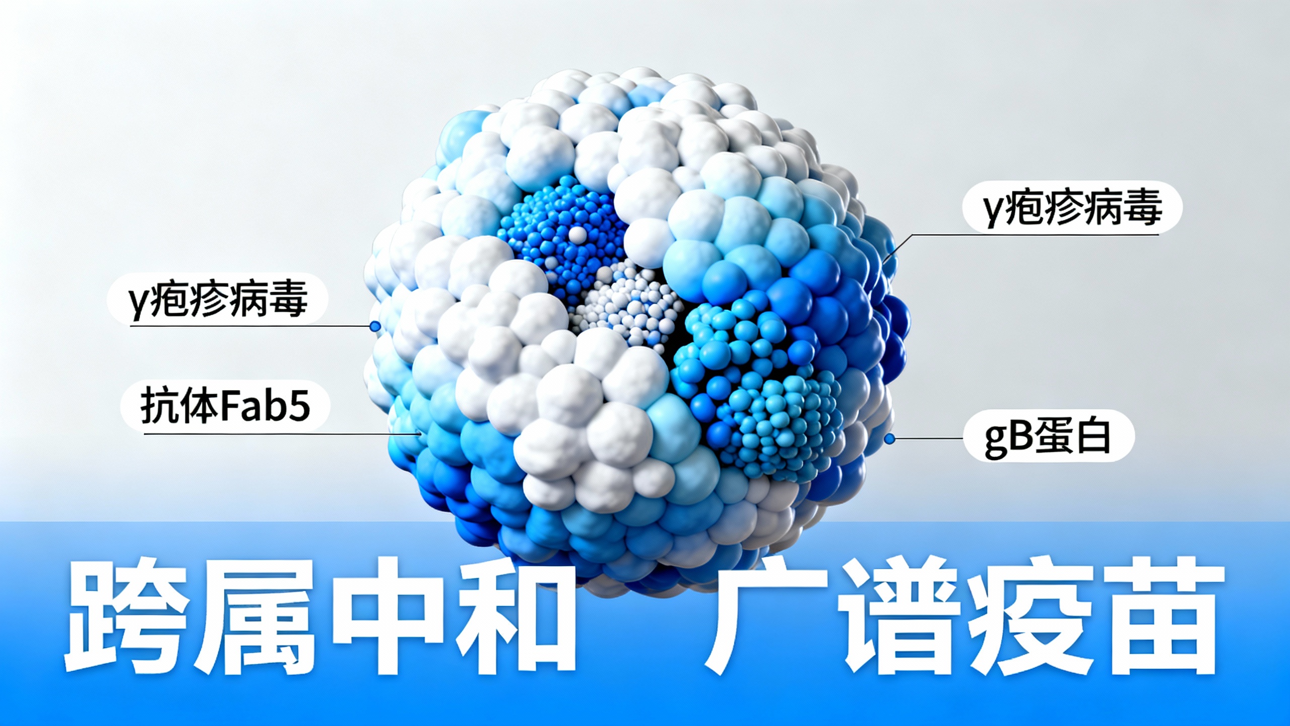 一种能广泛抵御疱疹病毒的抗体