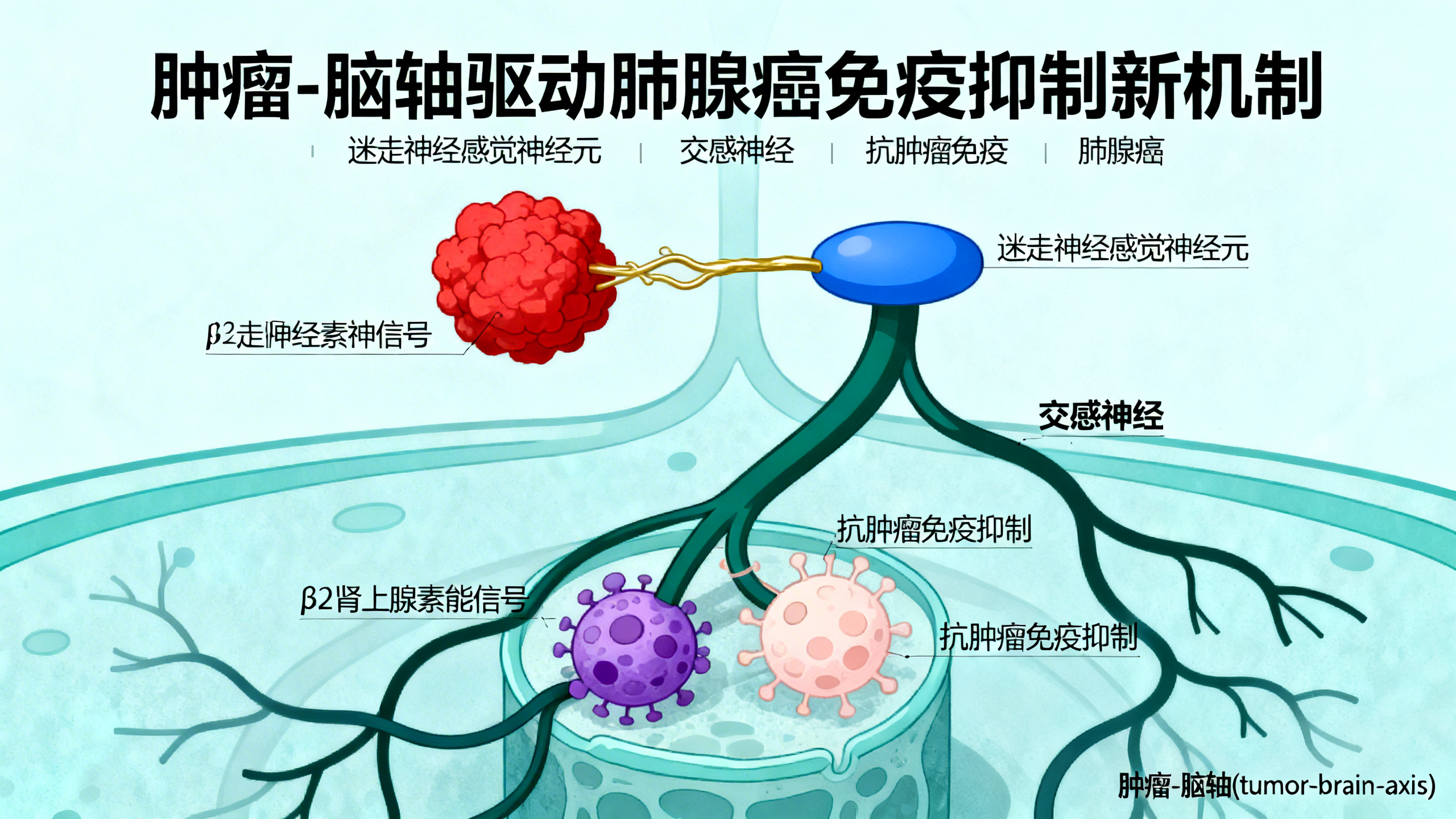 肿瘤与大脑“对话”削弱人体抗癌免疫力