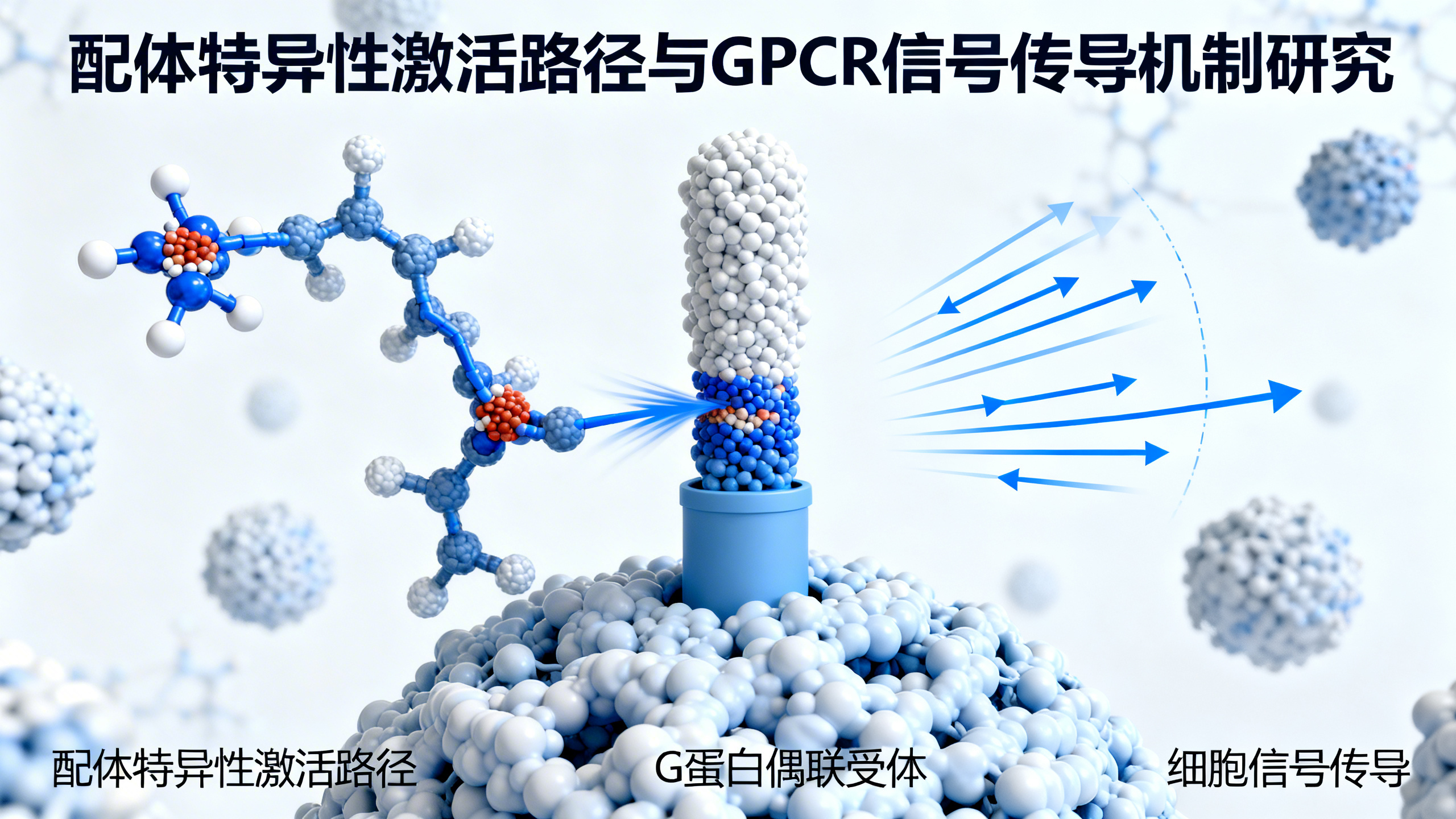 生物传感器揭示受体如何到达不同工作状态