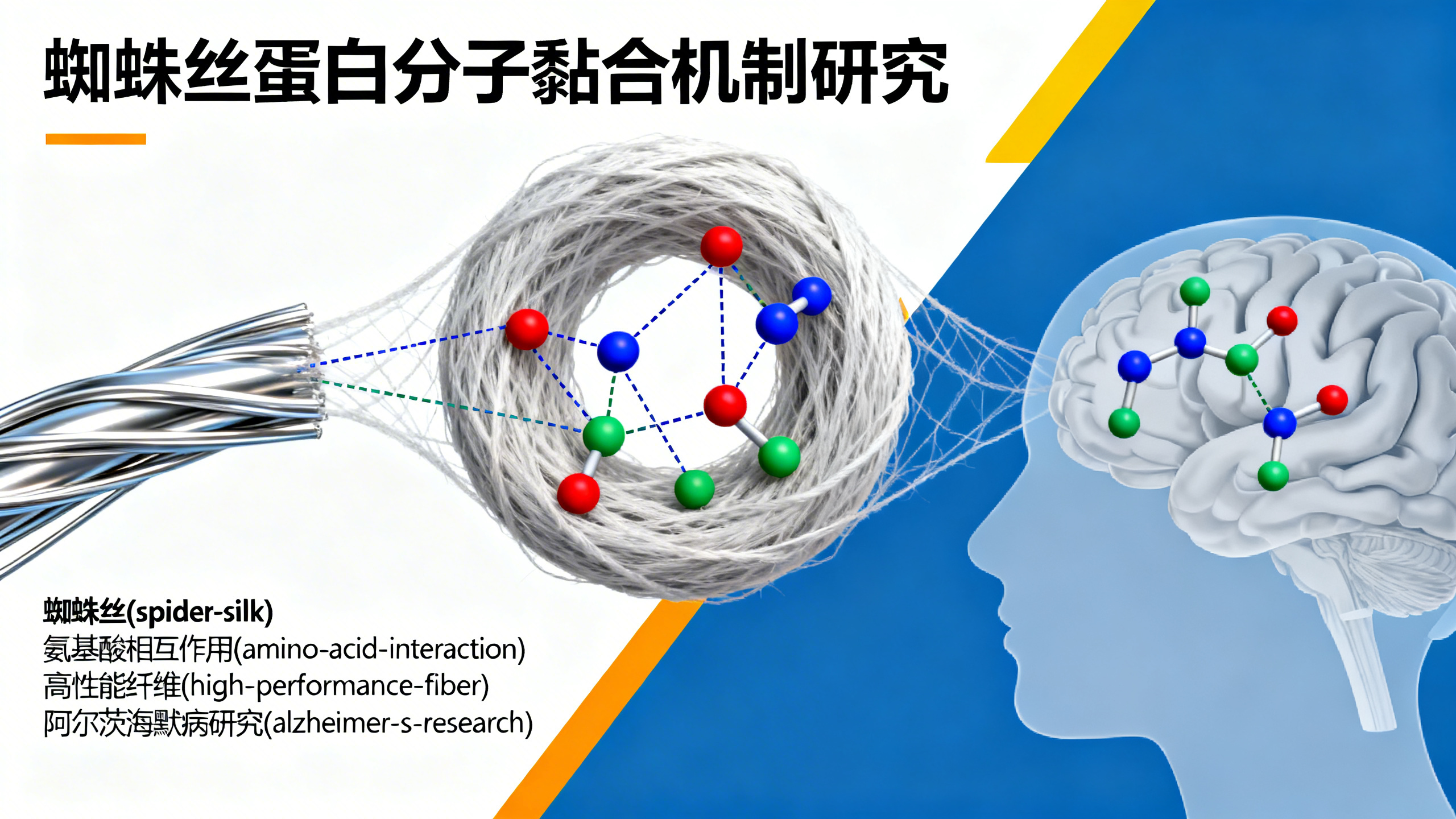 这种微小的分子“妙招”，让蜘蛛丝几乎扯不断