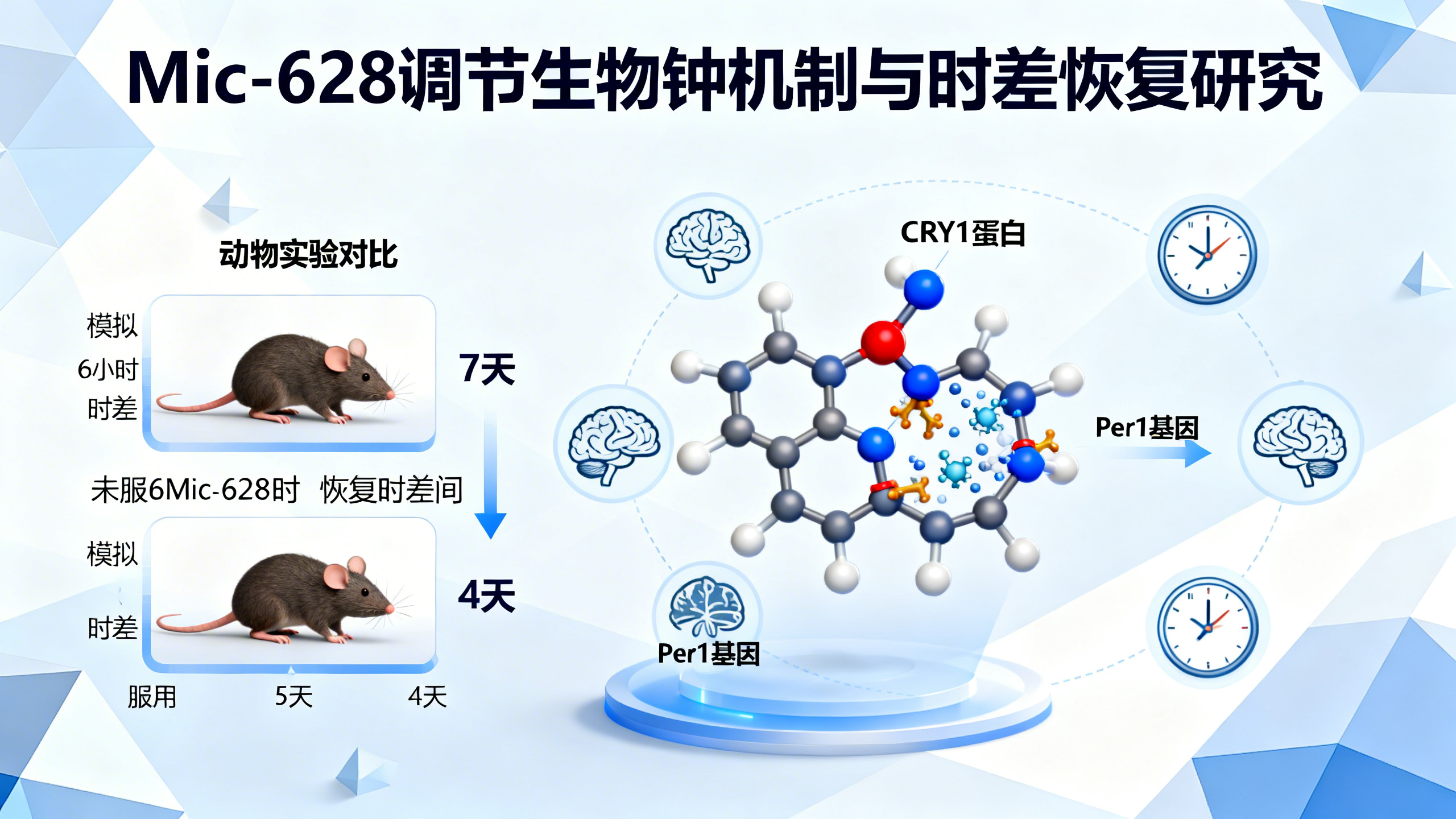 新药可重置生物钟，助人快速摆脱时差