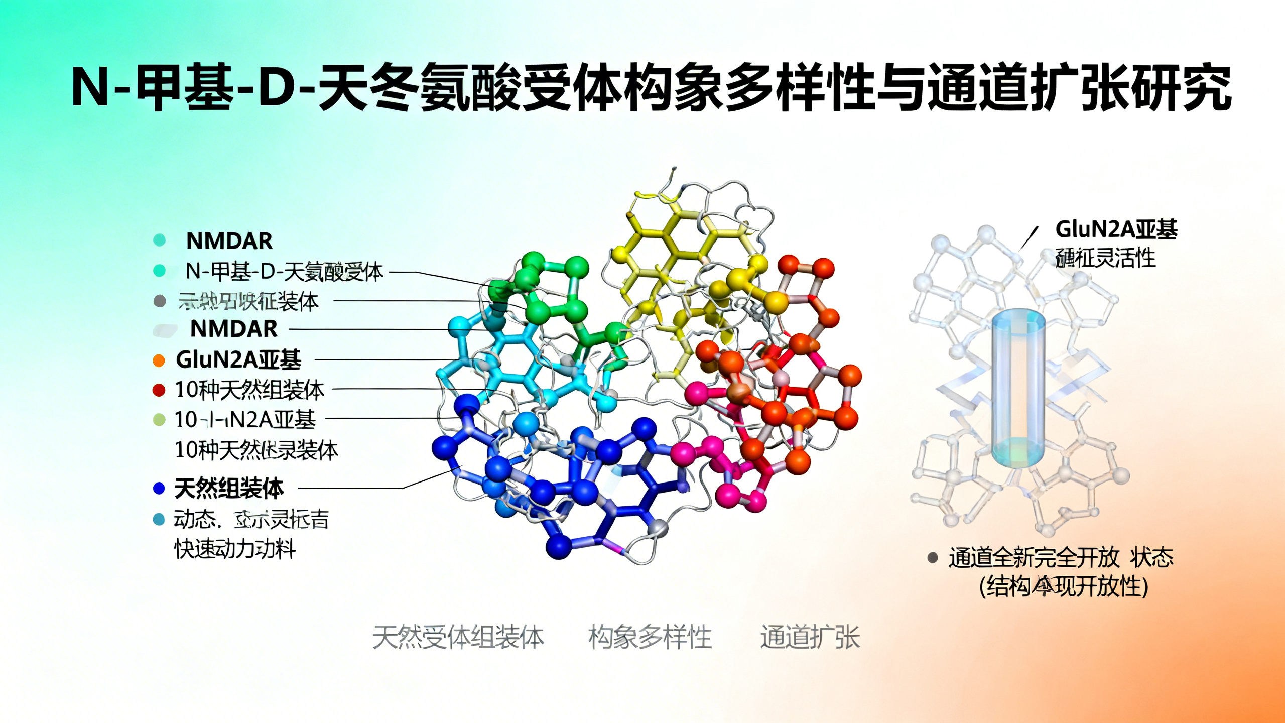 天然NMDA受体的多种形态与完全开启之谜