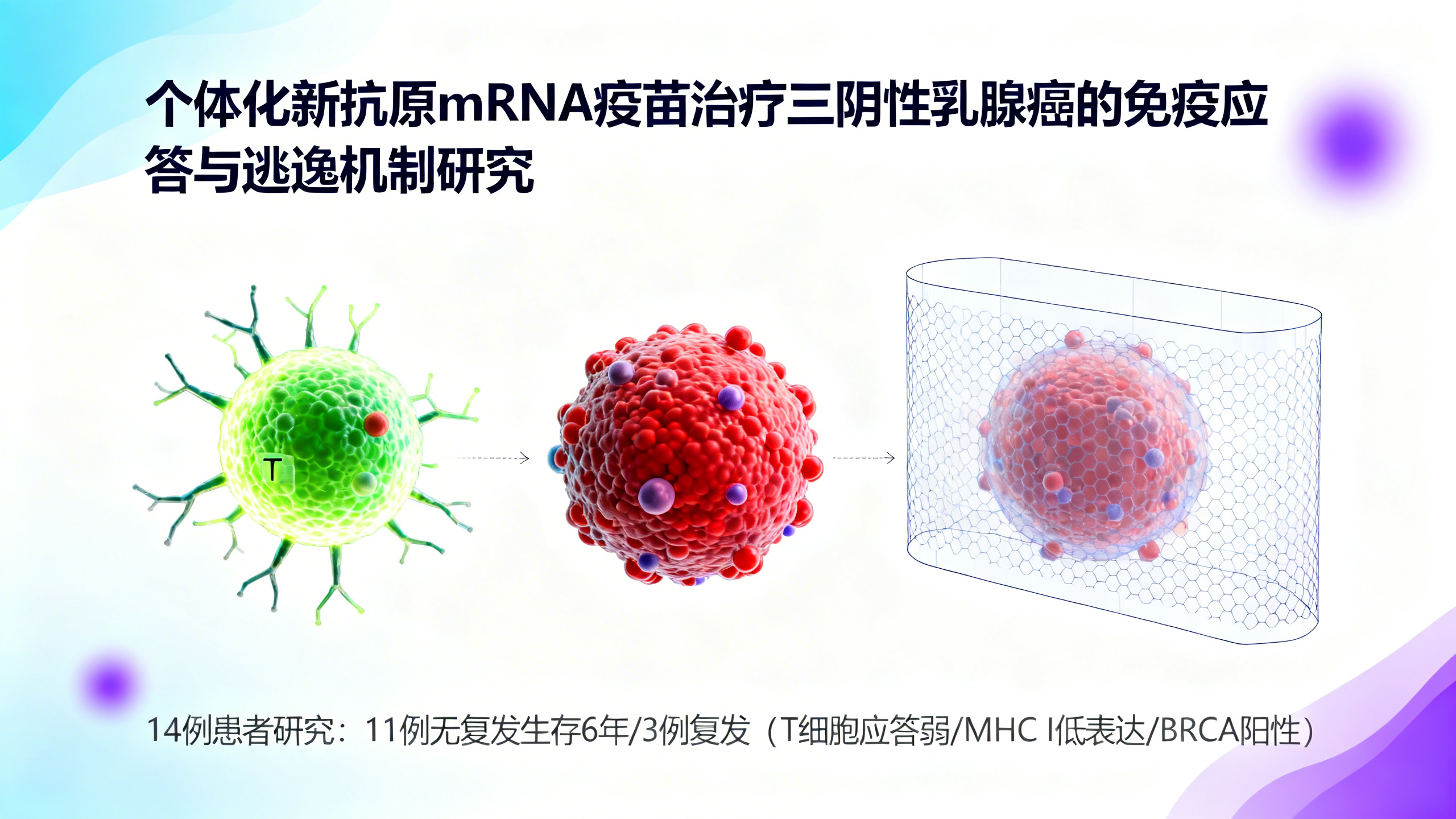 个性化mRNA疫苗可为三阴性乳腺癌患者带来持久的T细胞免疫保护