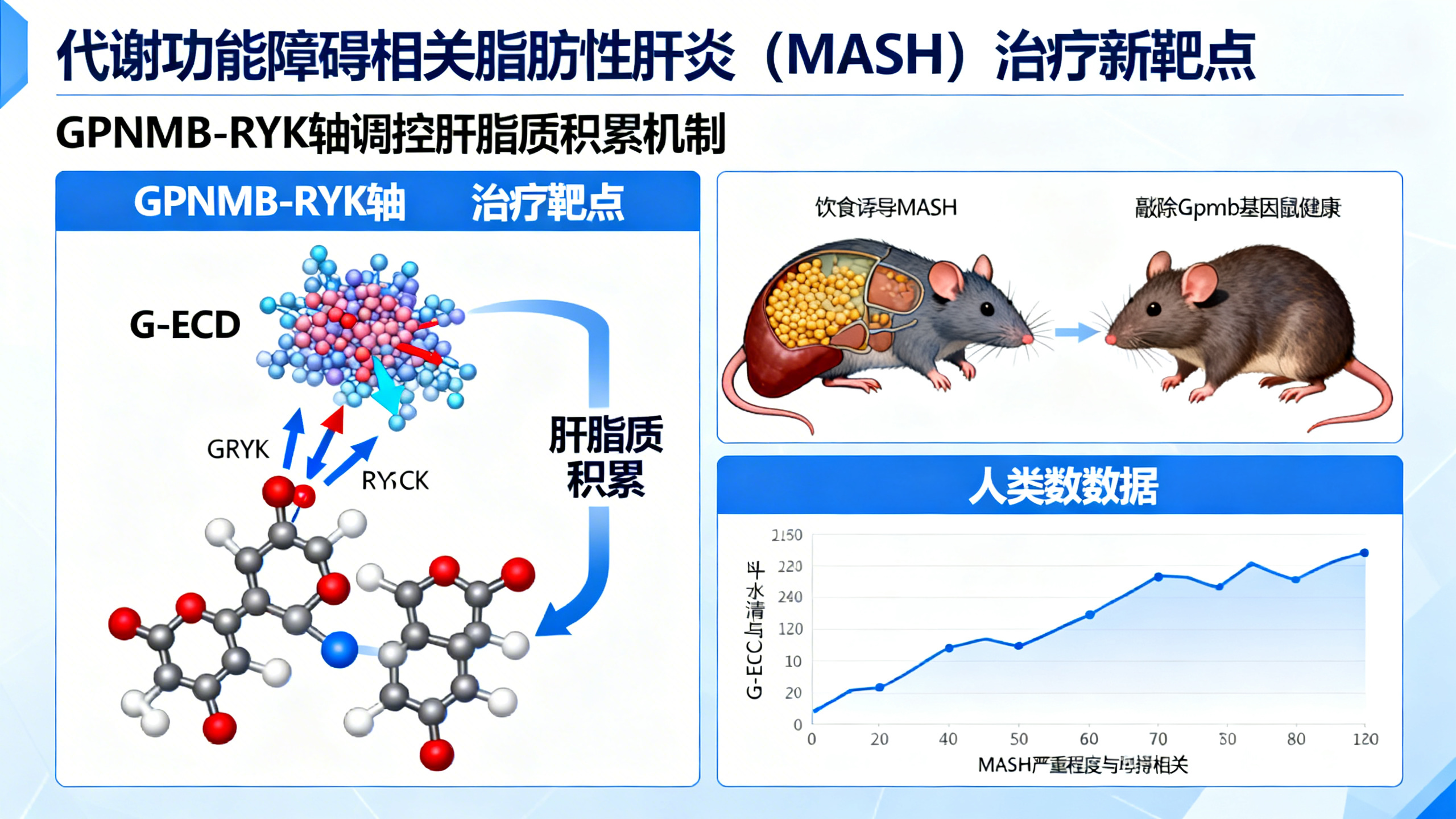 RYK蛋白是诱发代谢相关脂肪性肝炎的关键受体