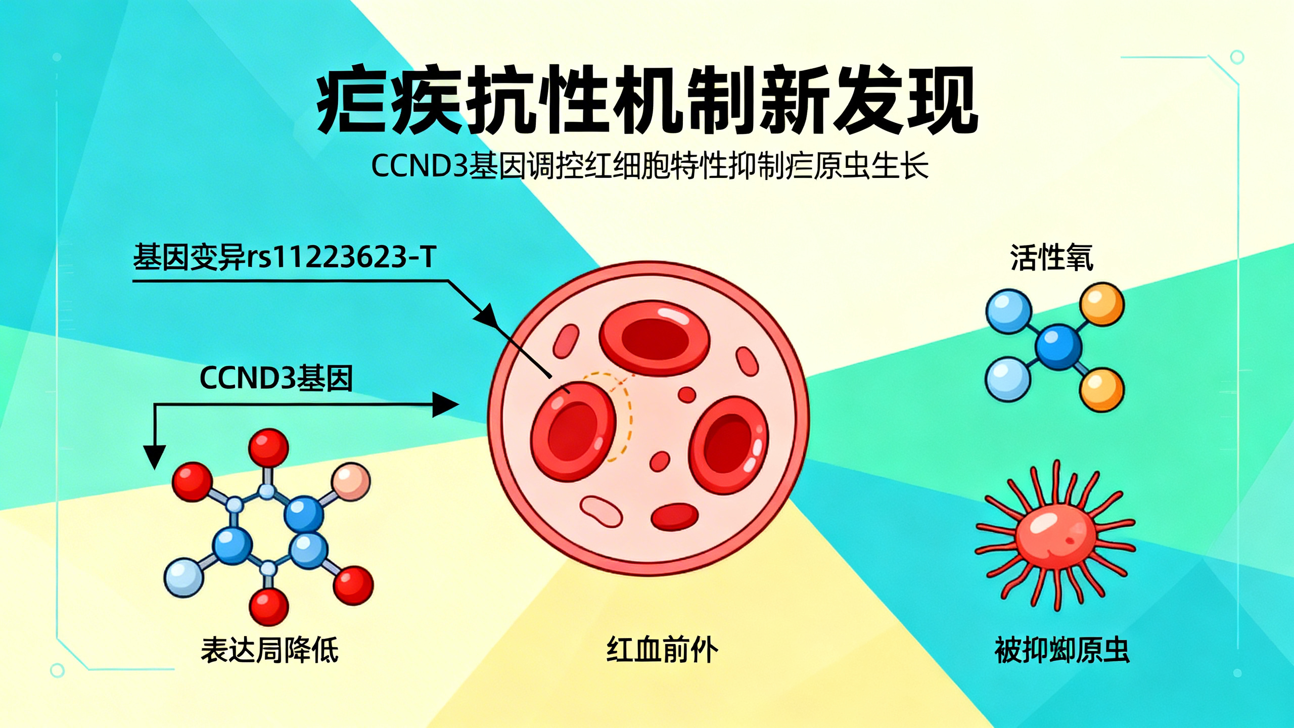 红细胞中“D3型周期素”减少可防疟疾
