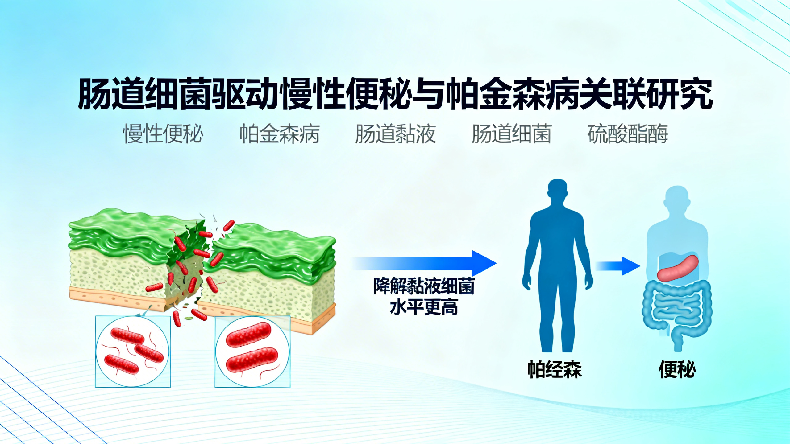 科学家终于弄清慢性便秘为何久治不愈