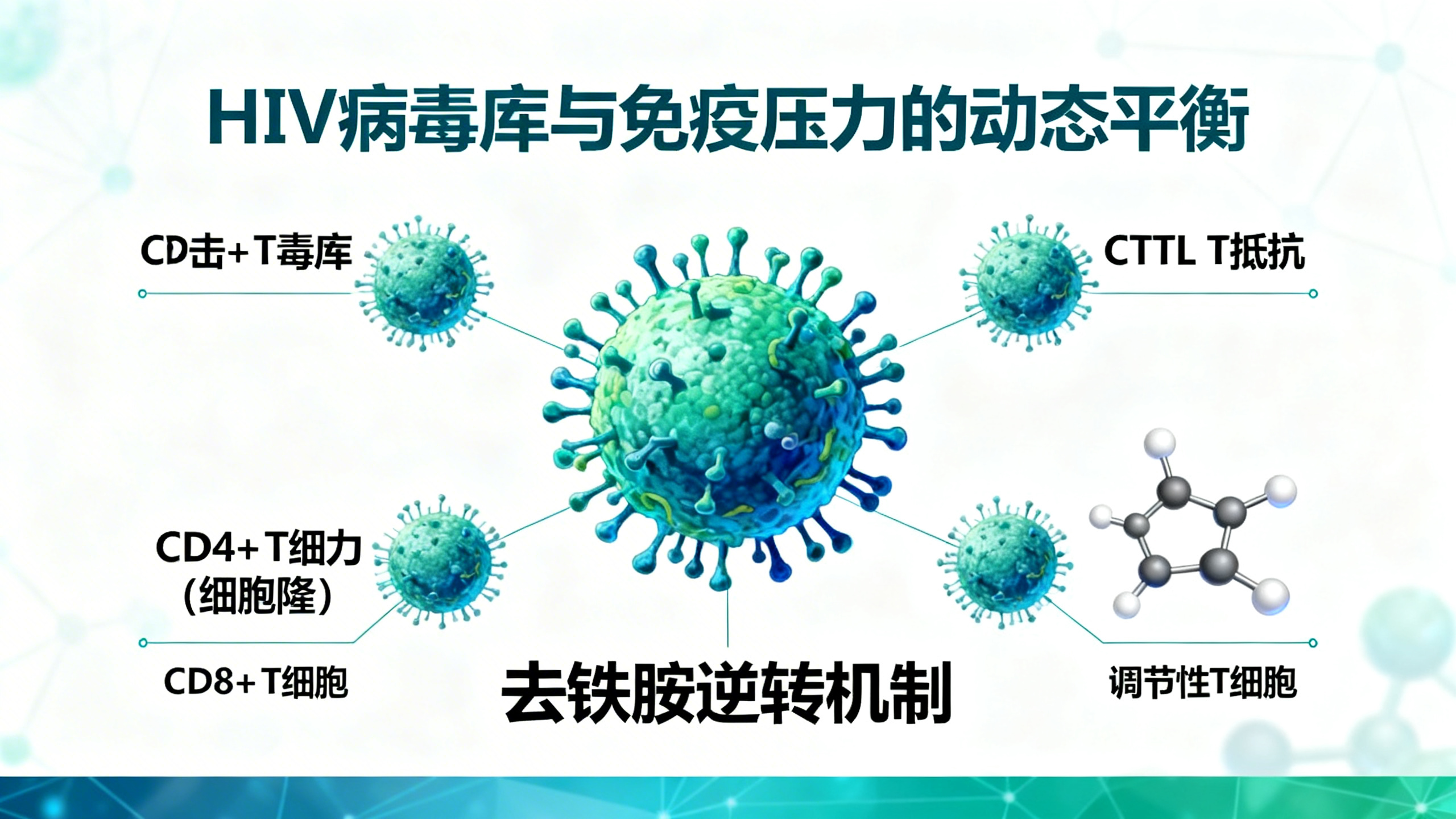 艾滋病病毒“休眠库”细胞为何能逃避免疫攻击？