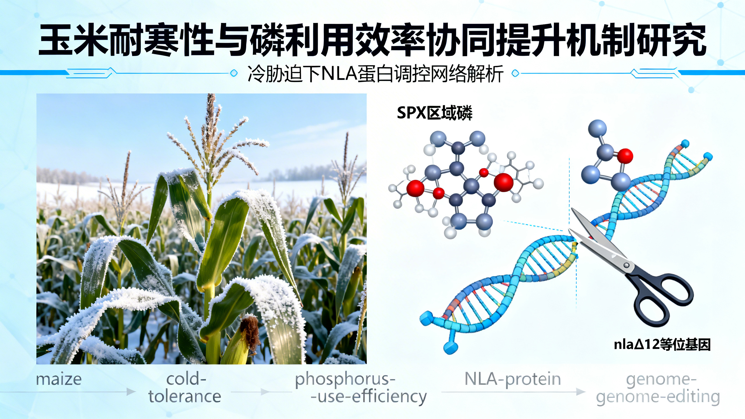 改造一种蛋白连接酶，让玉米更耐寒、更高效利用磷肥