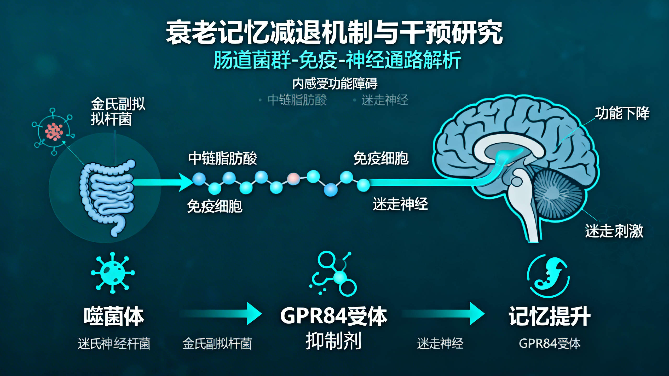 肠道感知功能异常导致老年人认知能力下降