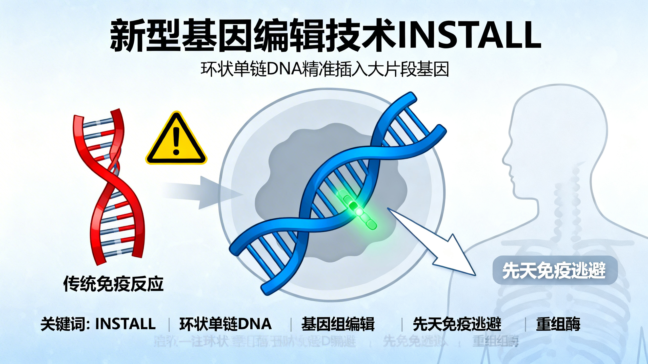 免疫“隐身”DNA与重组酶：实现千碱基级基因编辑