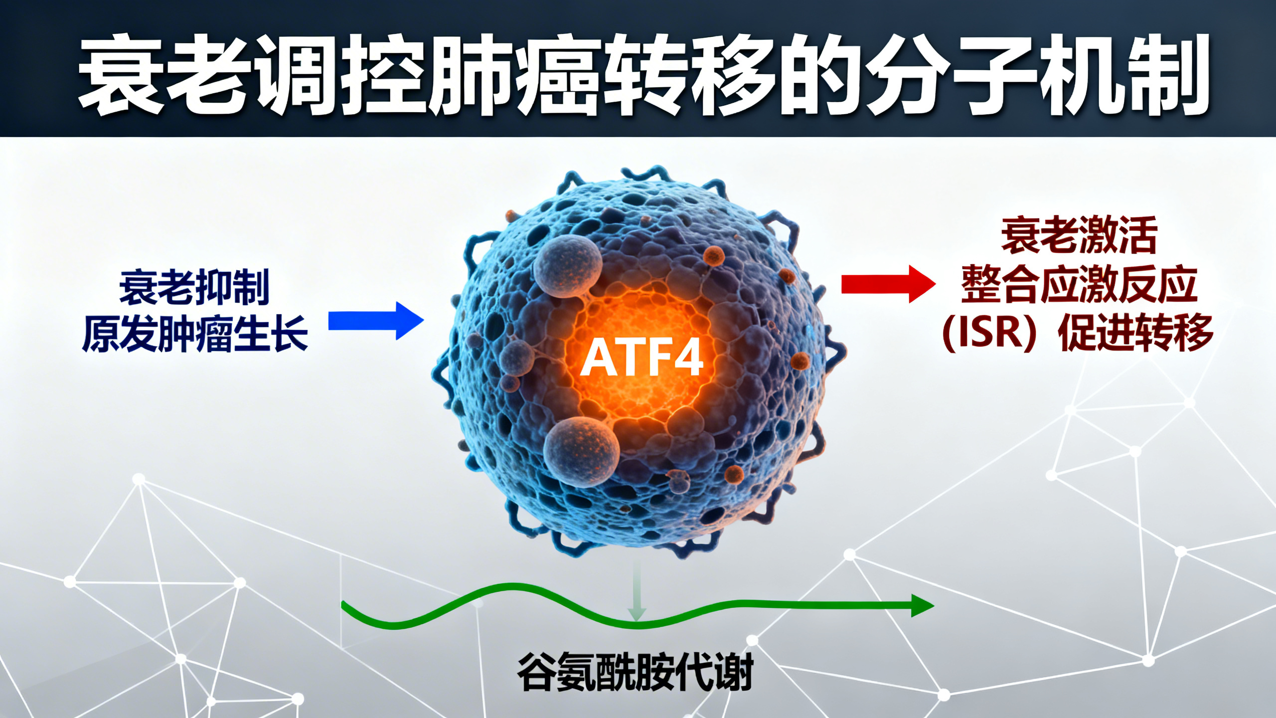 衰老如何“唤醒”癌细胞，加速癌症扩散