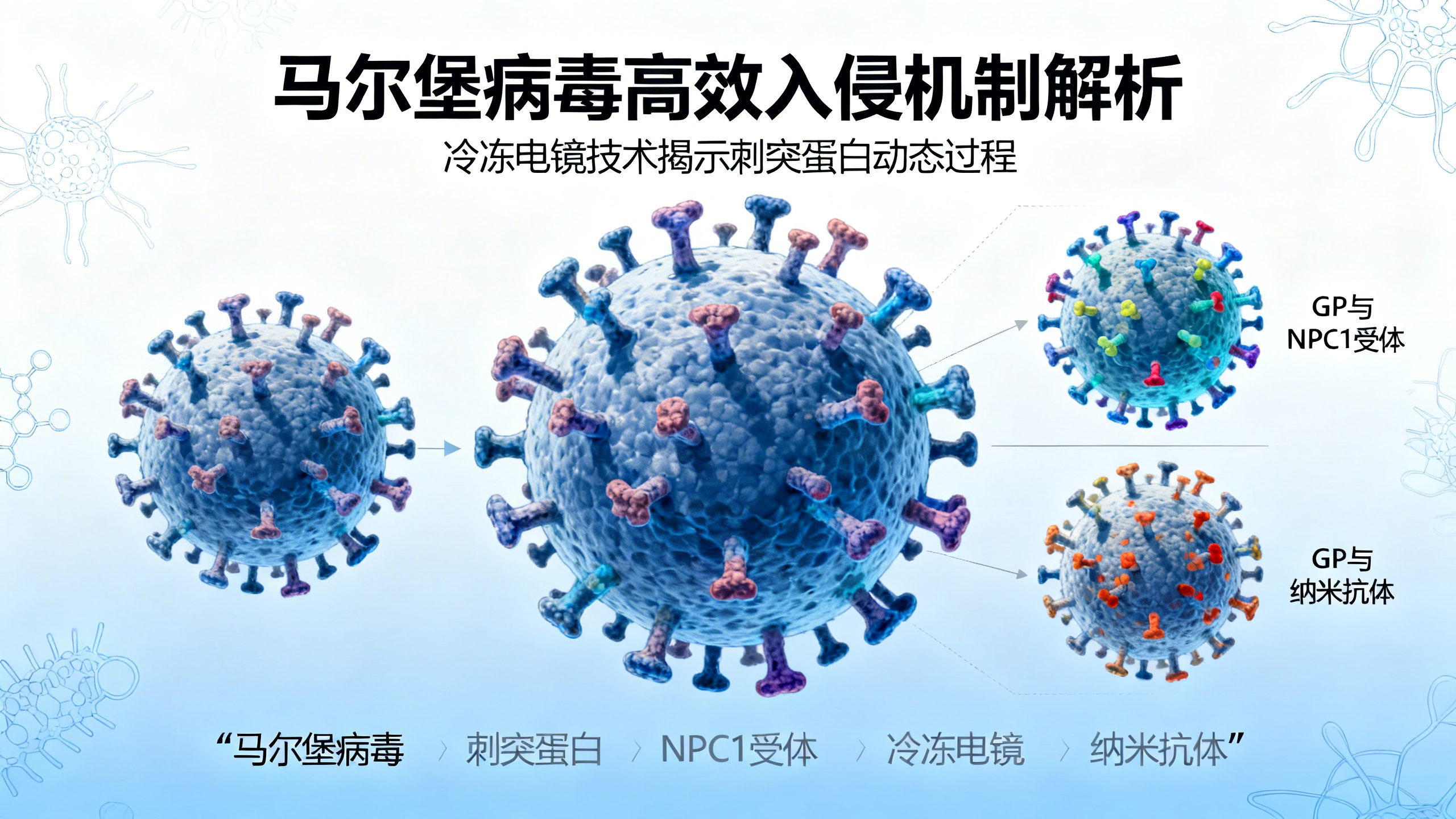 马尔堡病毒“钥匙”蛋白及其与人体受体的结合结构