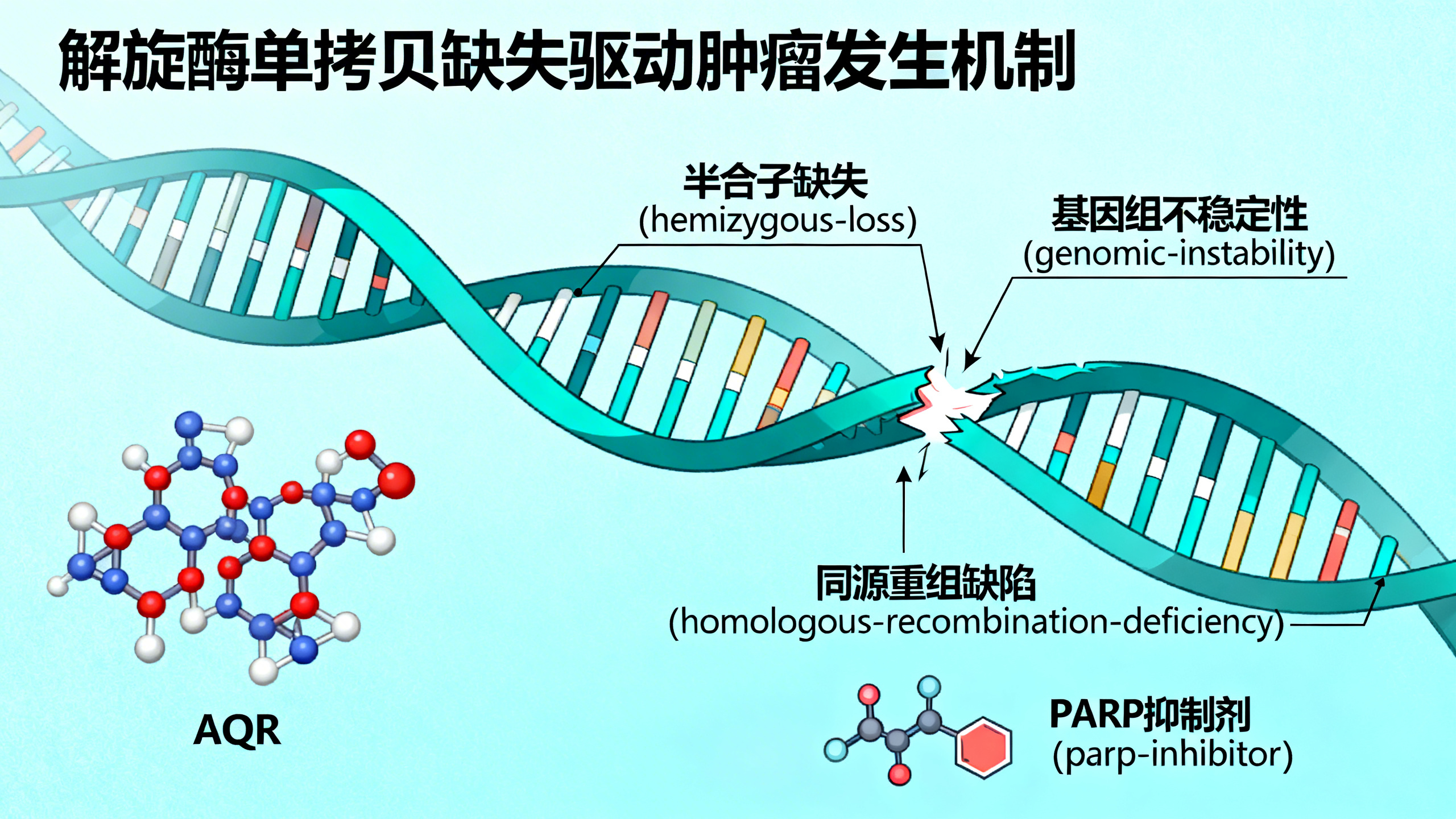 解旋酶“半缺失”会加速基因突变和癌症发生
