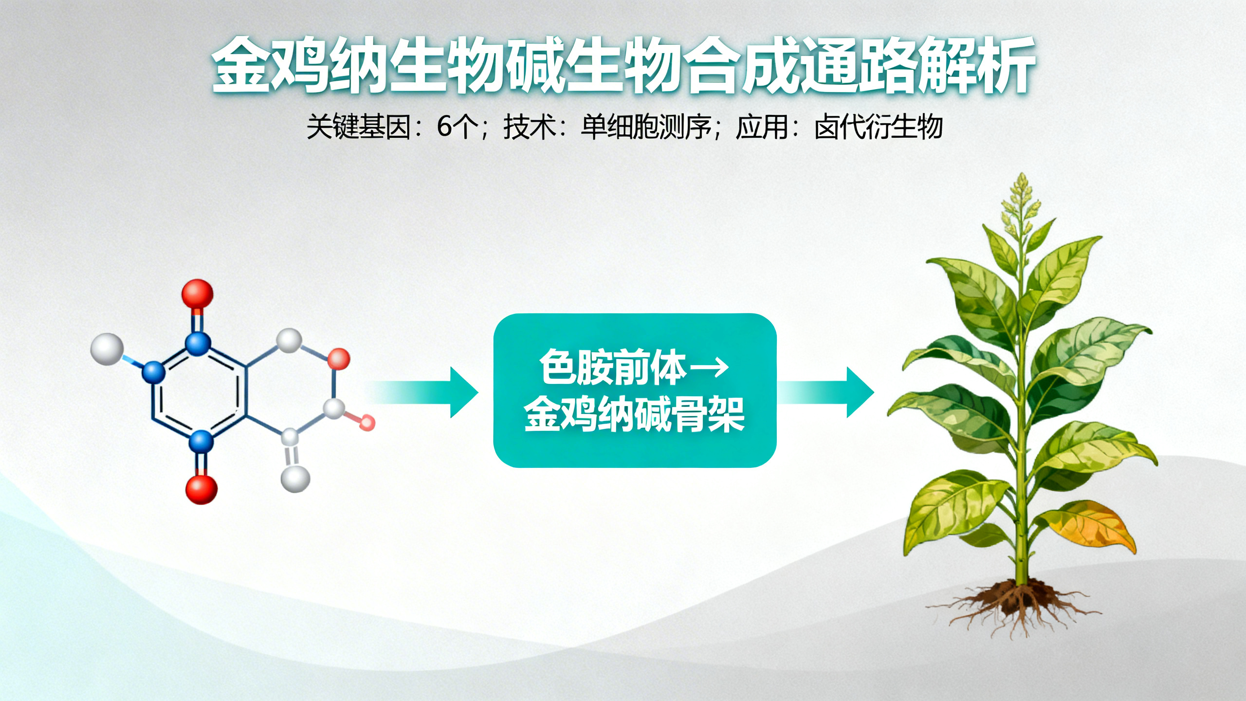 金鸡纳碱是怎么合成的