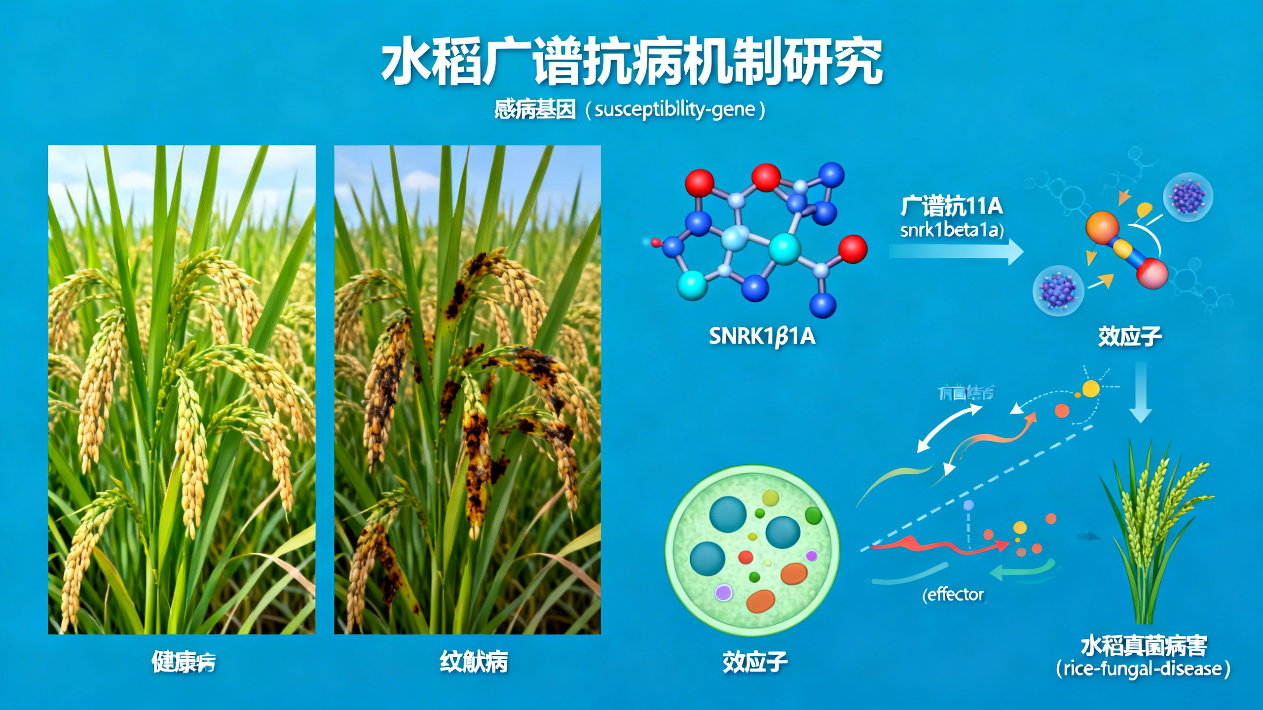 关闭水稻中的一个关键基因，能让水稻抵抗多种病害