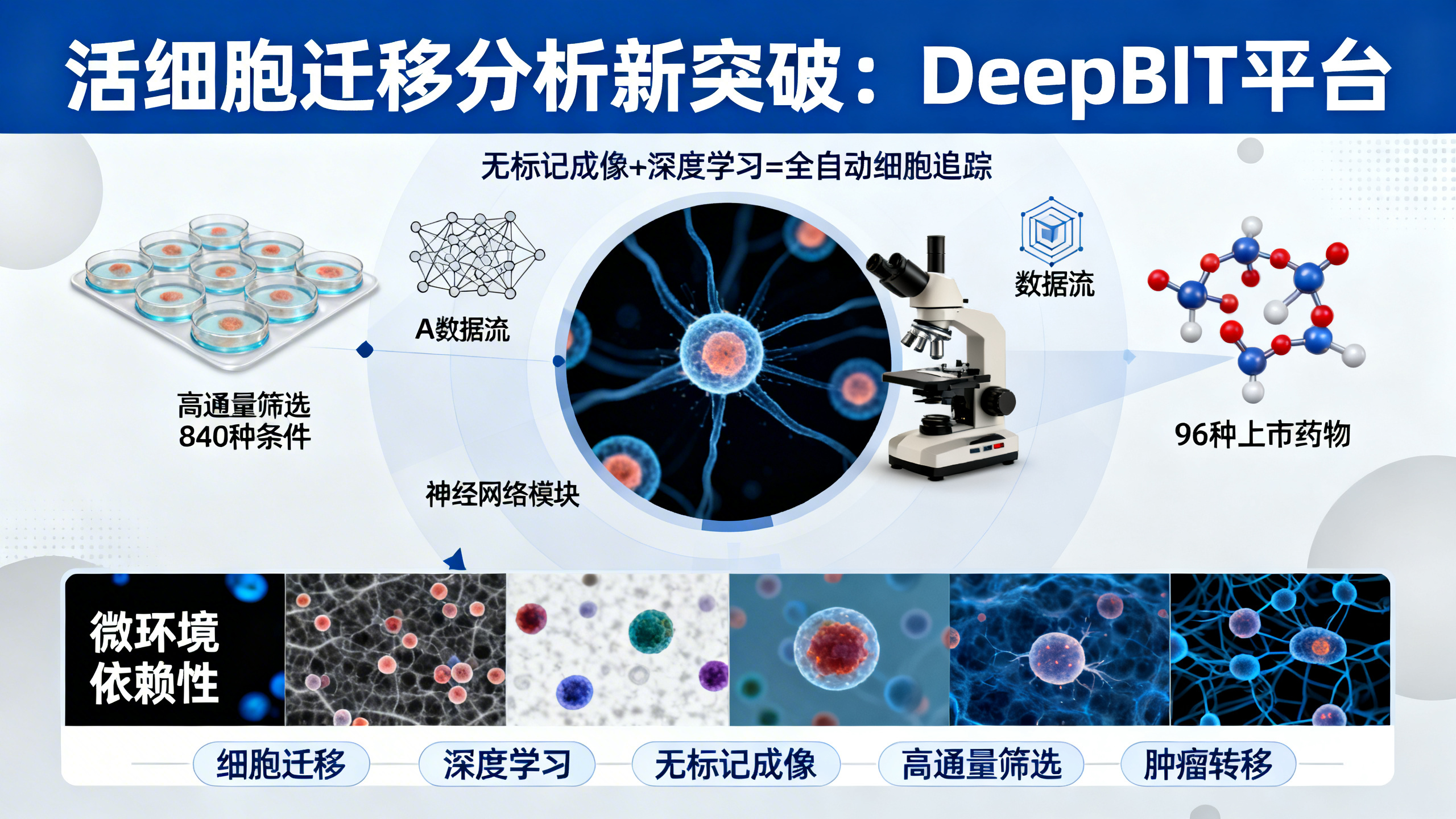 用人工智能自动追踪细胞移动，更快找到调控因子