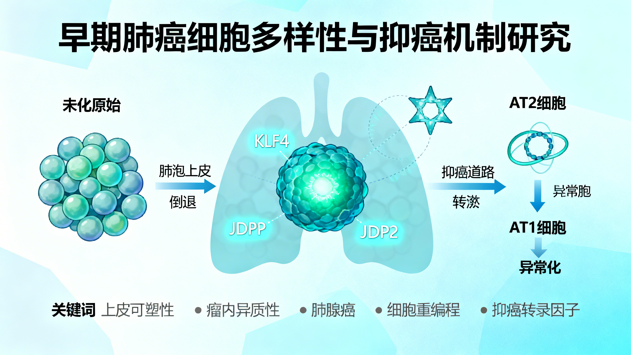 肺癌早期，肺部细胞“变形”能力如何影响肿瘤内部的多样性
