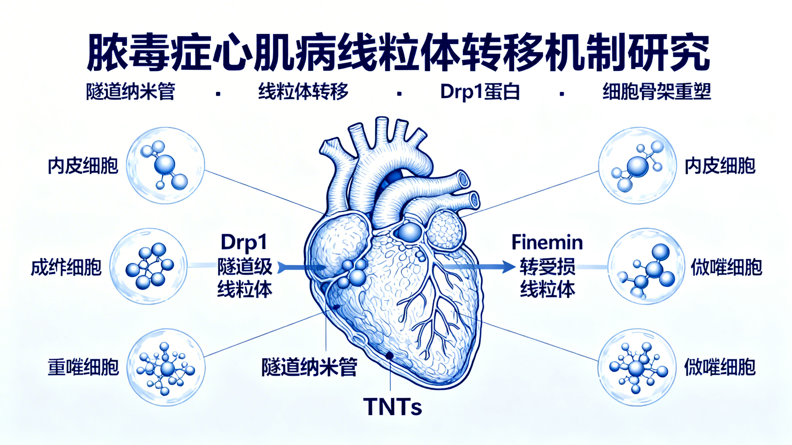 败血症中，细胞“隧道”帮心脏细胞传递“能量工厂”