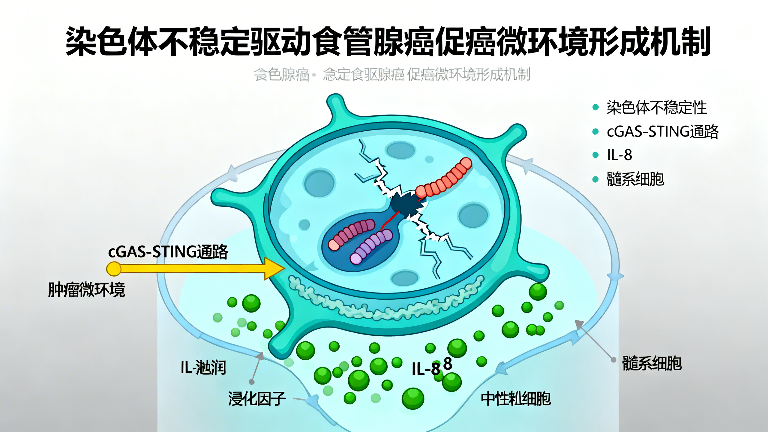 染色体不稳定如何影响食管腺癌的肿瘤周围环境