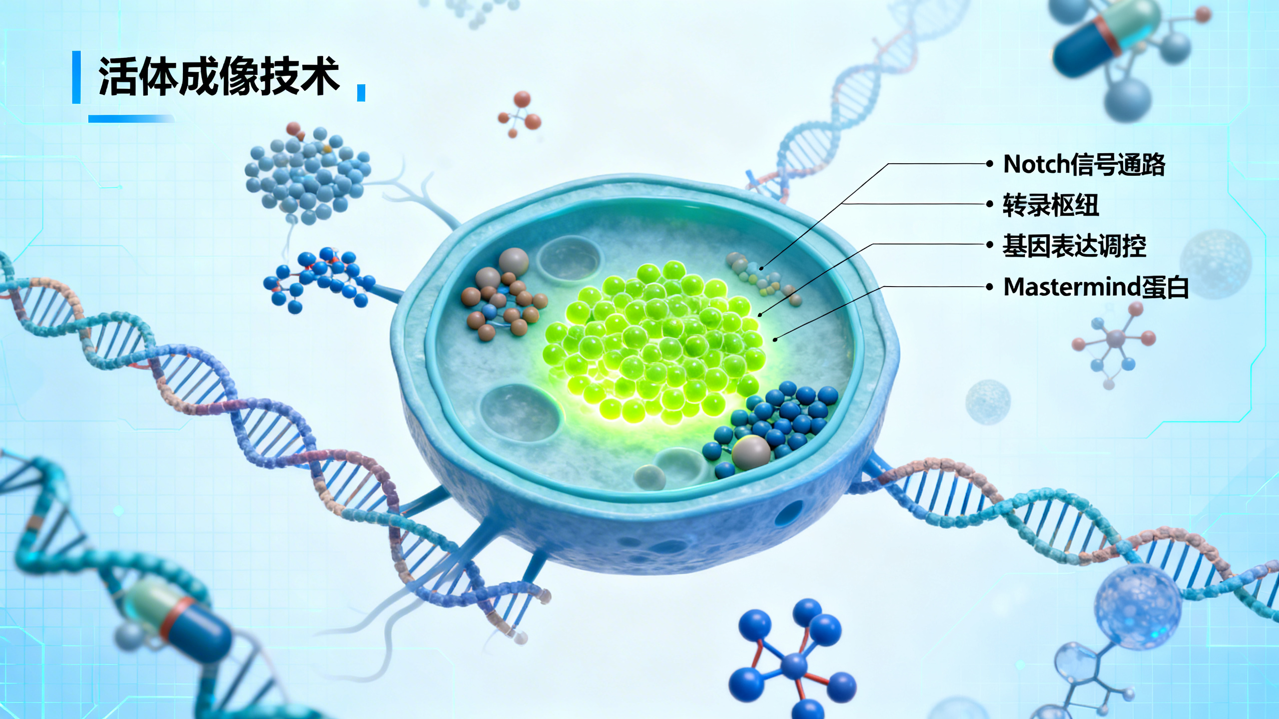 直接观测“Notch信号”如何快速启动基因表达