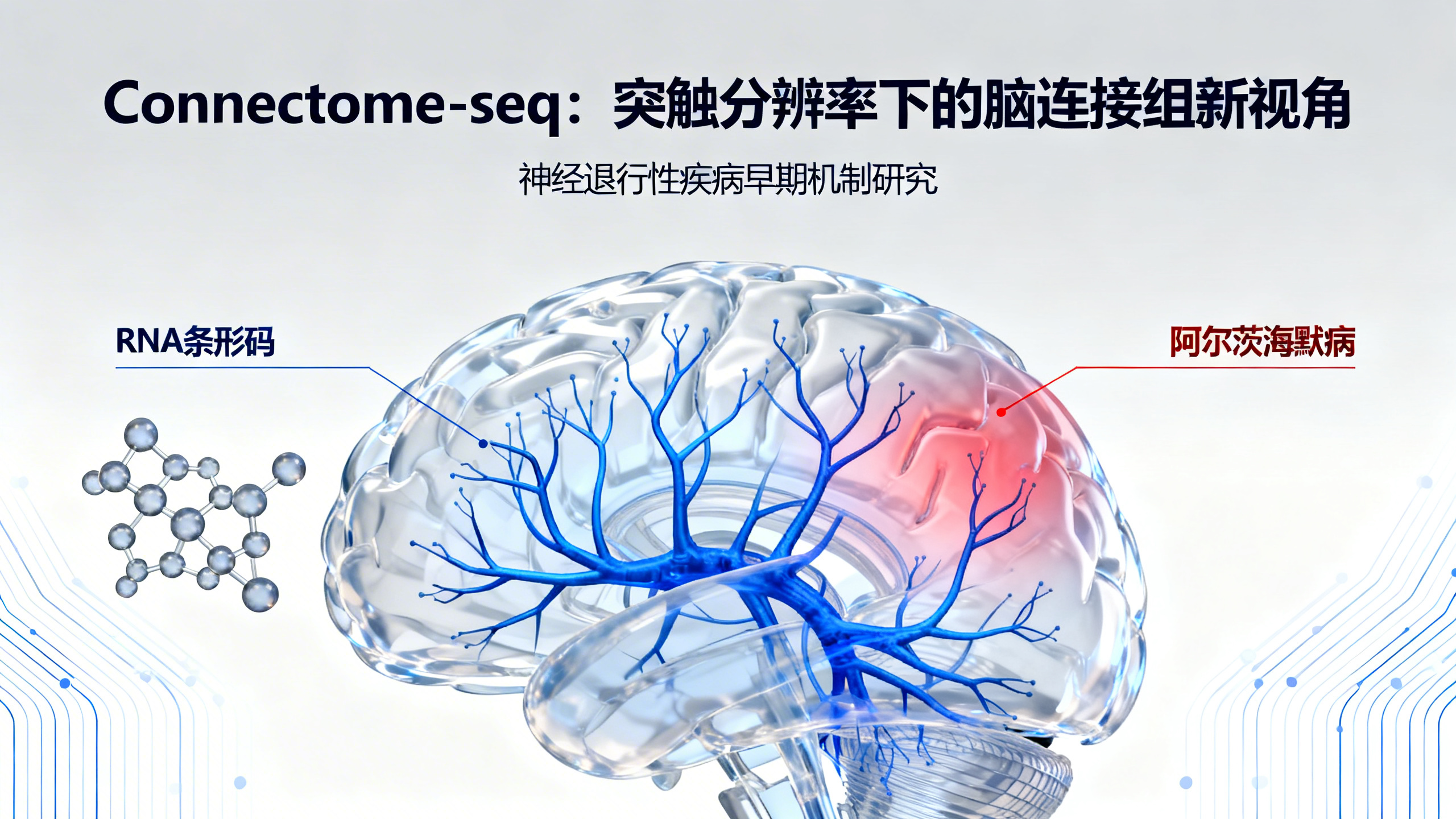 科学家用“RNA条形码”首次绘制出大脑隐秘的神经连接图