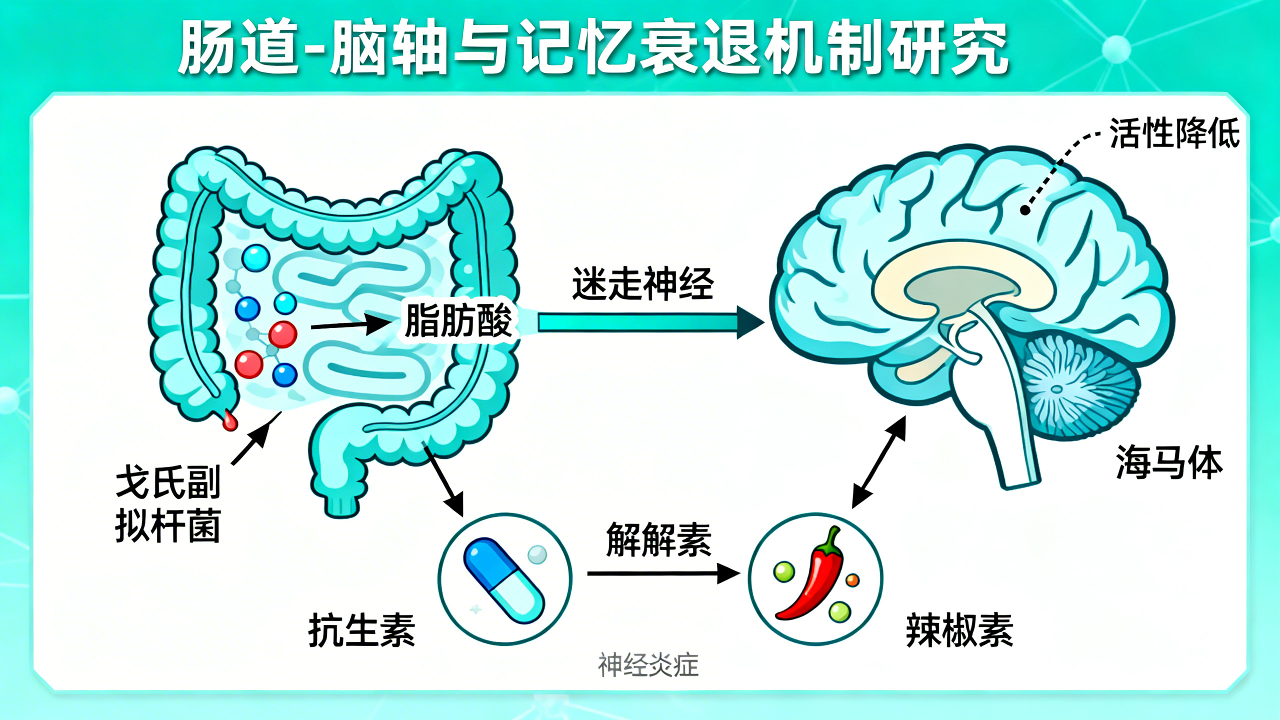 新研究发现：肠道细菌可能让人记性变差