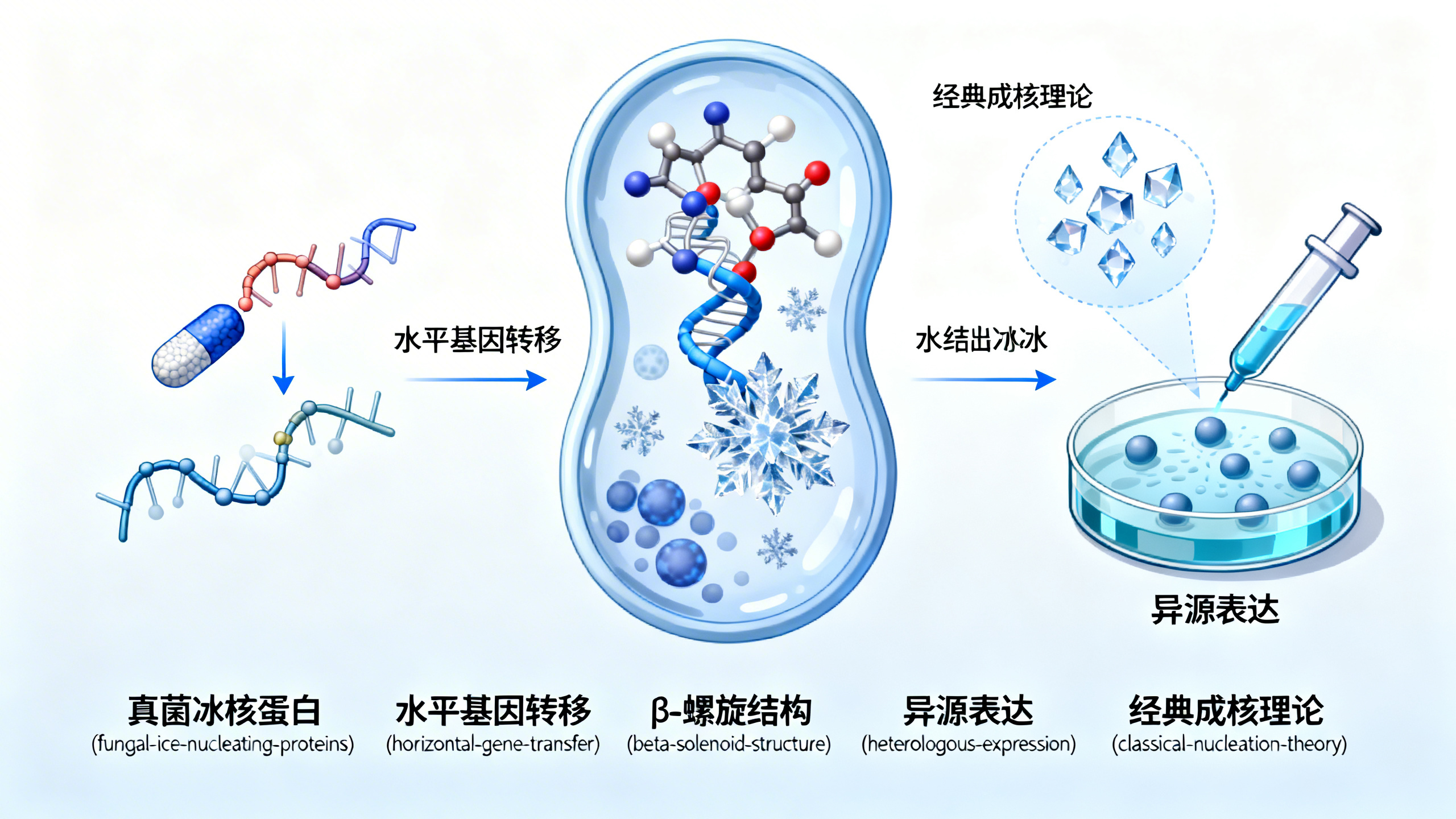 一种源自细菌的新型真菌“冰核蛋白”