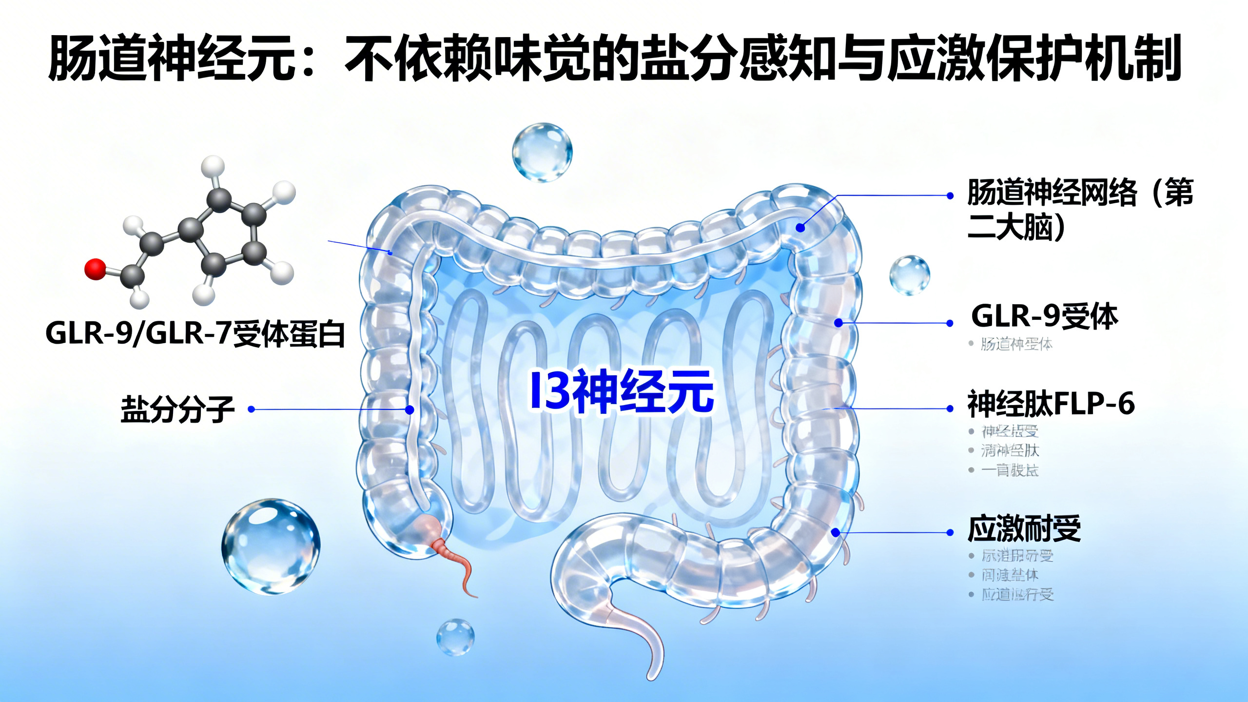 肠道神经元受体帮助身体抵抗高盐压力