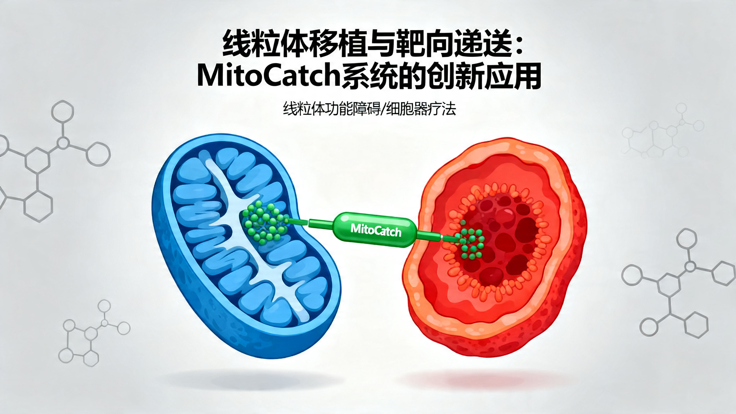 靶向特定细胞的线粒体移植，可阻止细胞退化