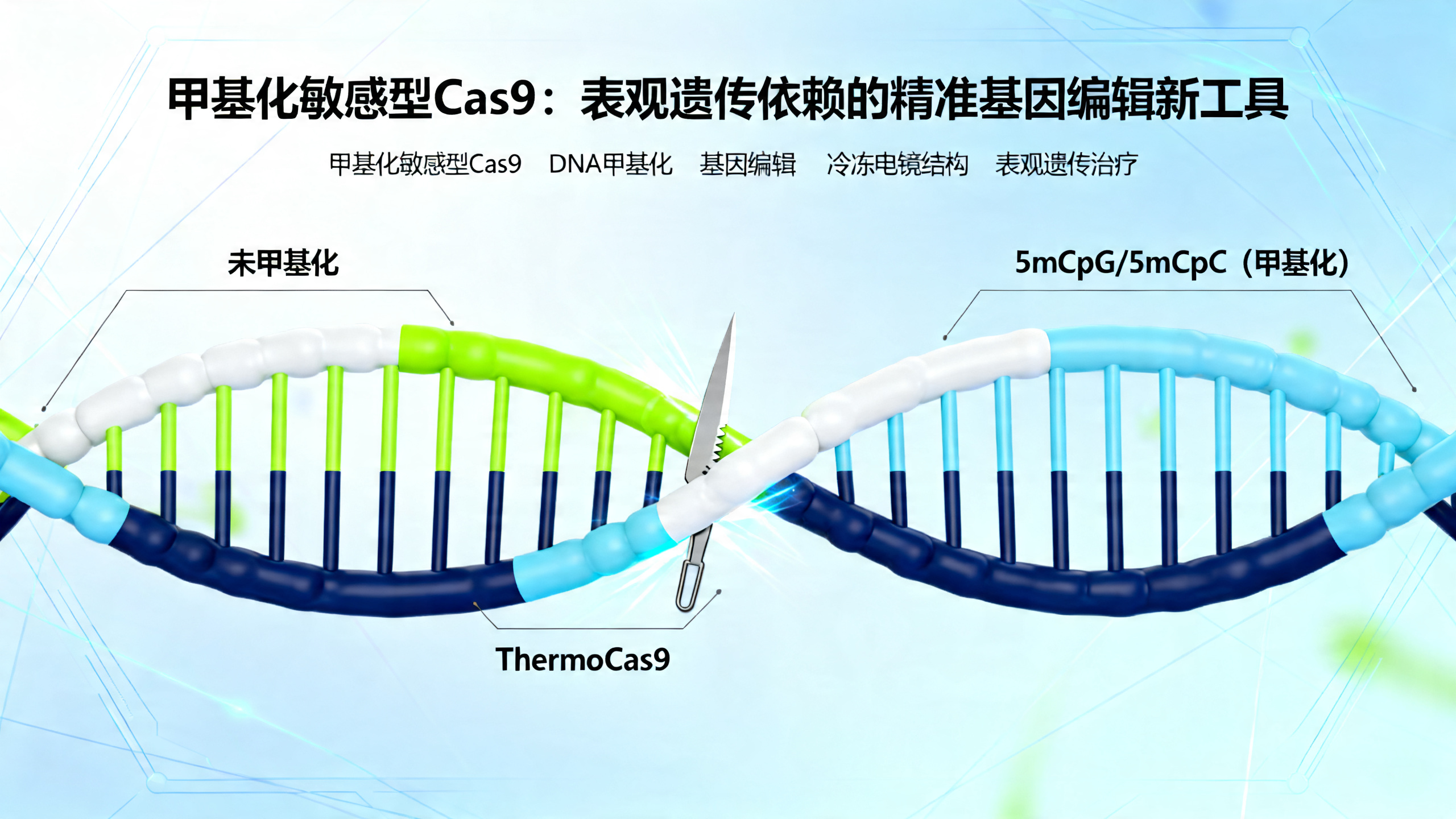 Cas9基因编辑为何“怕”甲基化？